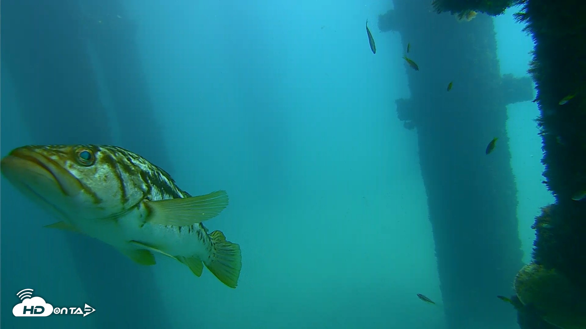 Snapshot of Scripps Pier Underwater Live Webcam taken Sep 23, 2026, 12:45pm PDT