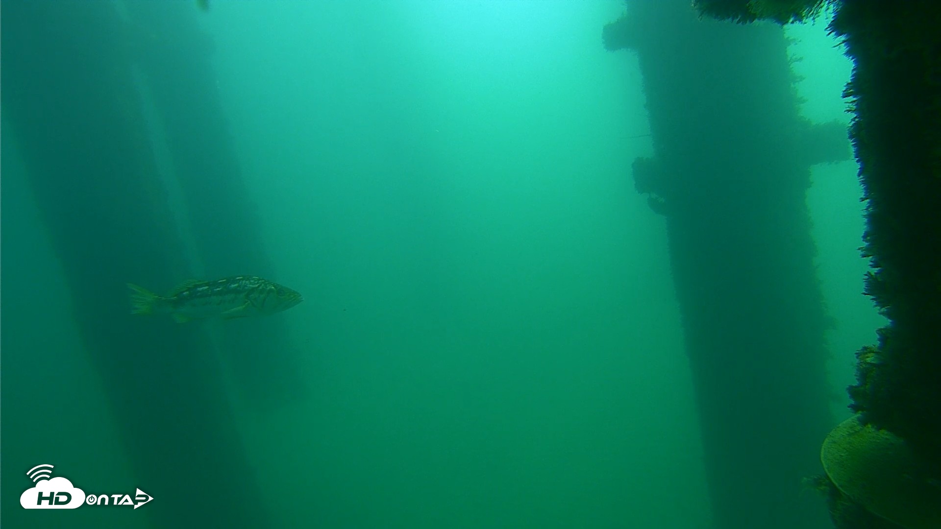 Snapshot of Scripps Pier Underwater Live Webcam taken Oct 13, 2026, 10:52am PDT