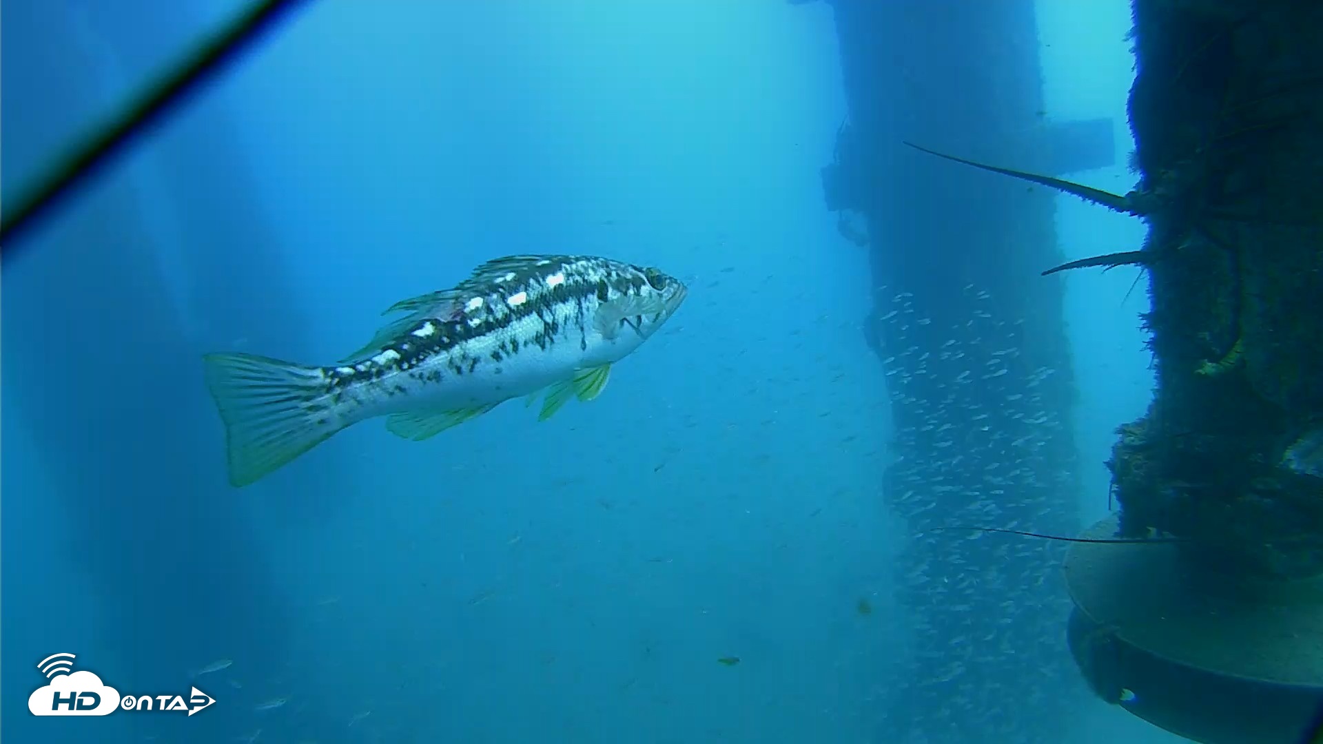 Snapshot of Scripps Pier Underwater Live Webcam taken Aug 4, 2026, 1:21pm PDT