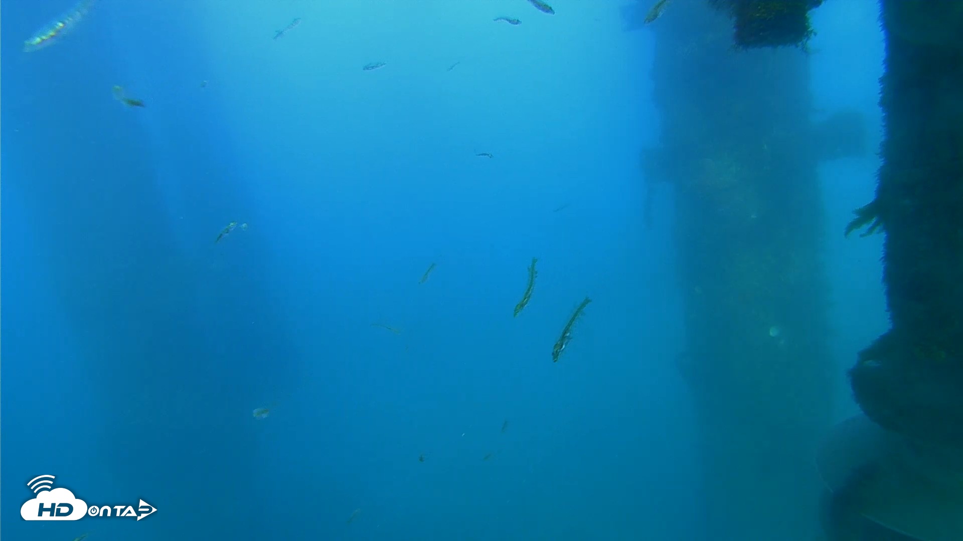 Snapshot of Scripps Pier Underwater Live Webcam taken Apr 13, 2026, 6:22pm PDT