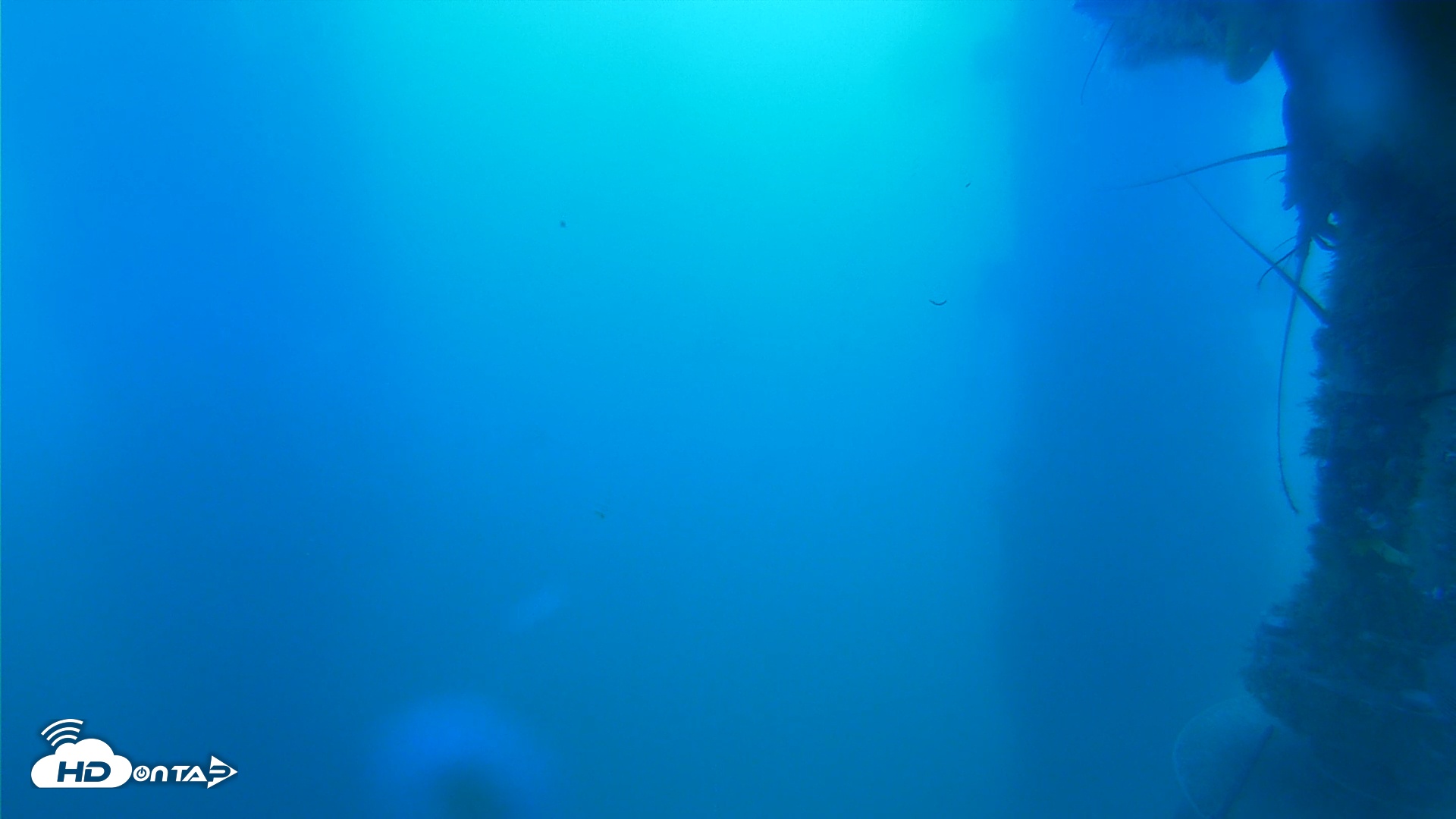 Snapshot of Scripps Pier Underwater Live Webcam taken Jul 29, 2025, 10:19am PDT