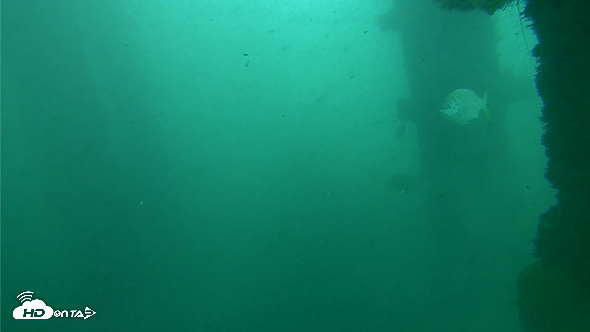 Snapshot of Scripps Pier Underwater Live Webcam taken Oct 11, 2026, 11:55am PDT