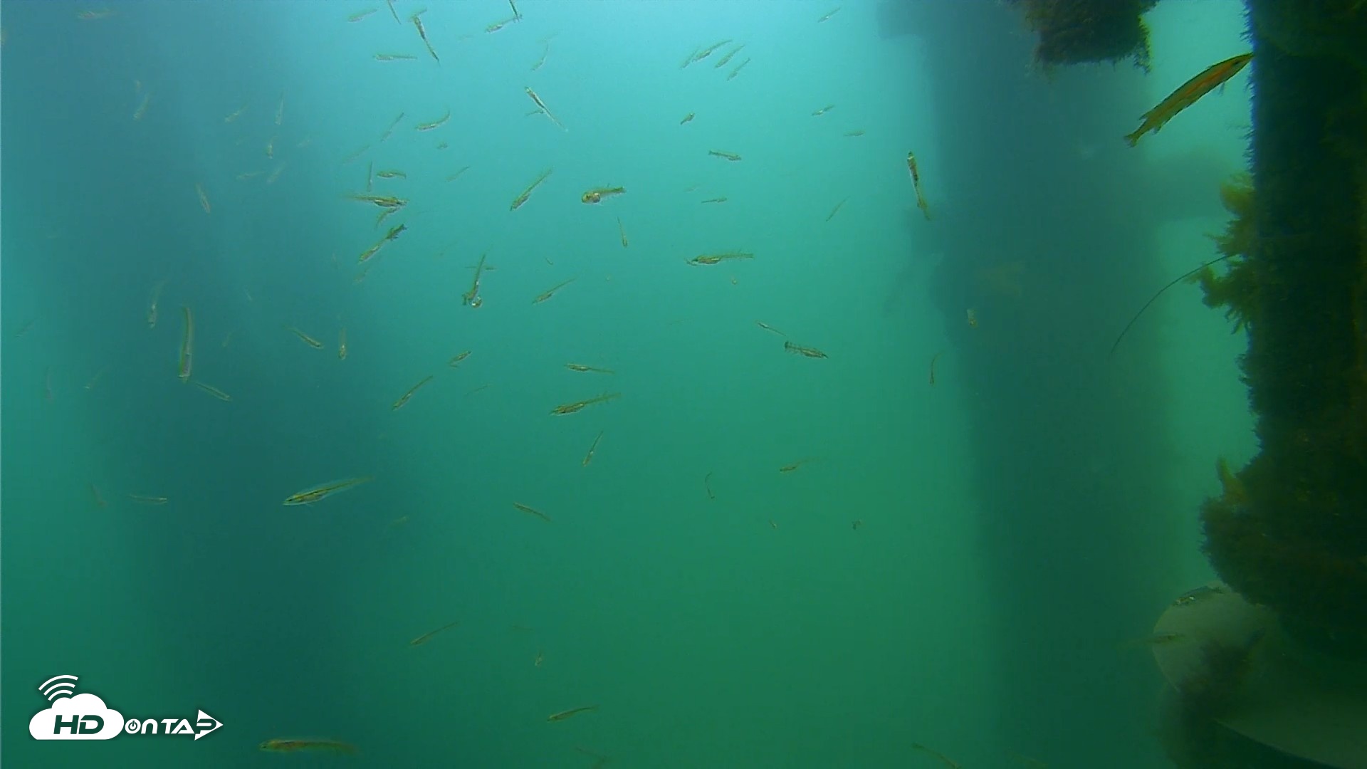 Snapshot of Scripps Pier Underwater Live Webcam taken Apr 19, 2026, 8:23am PDT