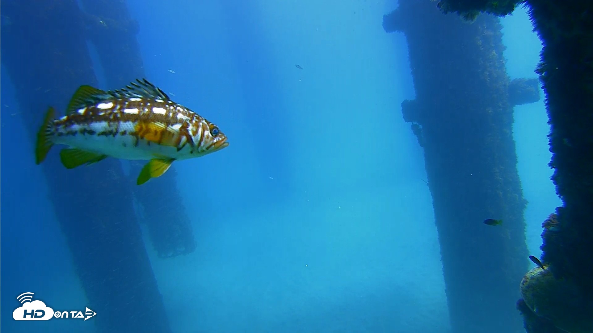 Snapshot of Scripps Pier Underwater Live Webcam taken Sep 25, 2026, 12:57pm PDT