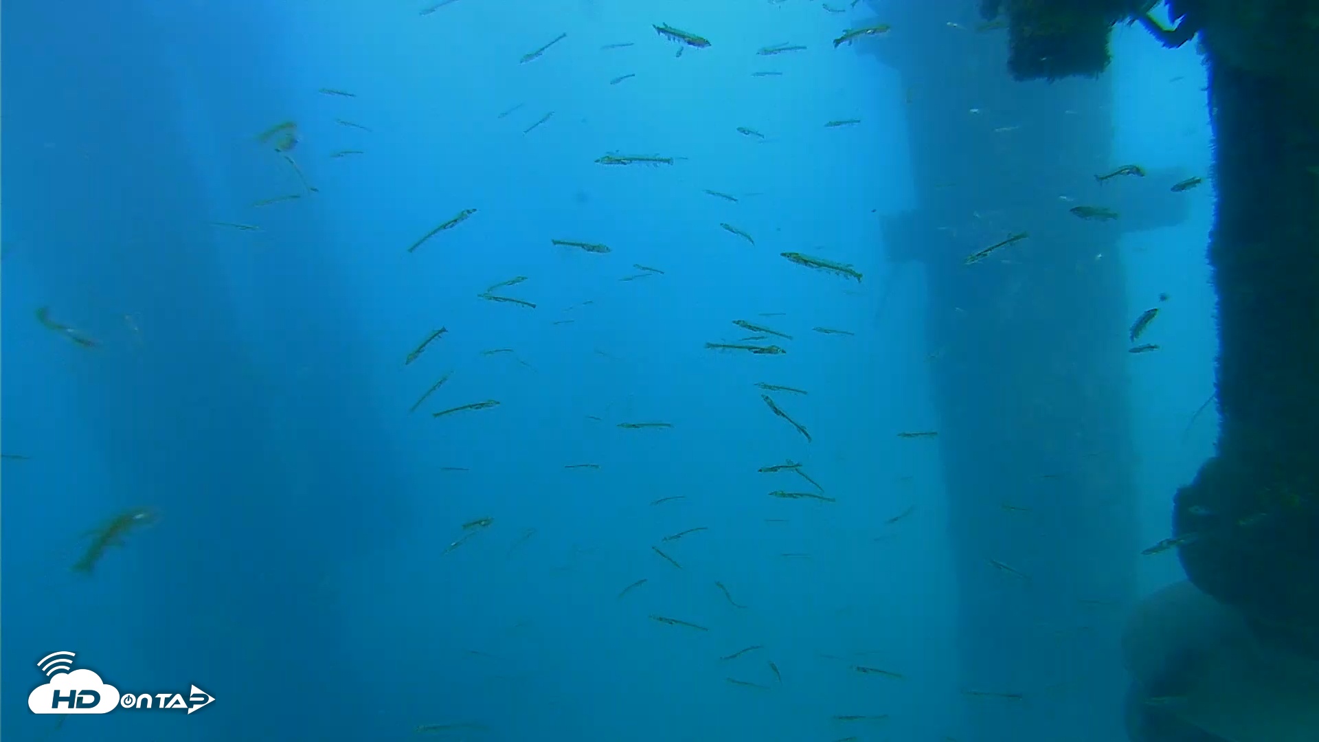Snapshot of Scripps Pier Underwater Live Webcam taken Apr 3, 2026, 5:00pm PDT