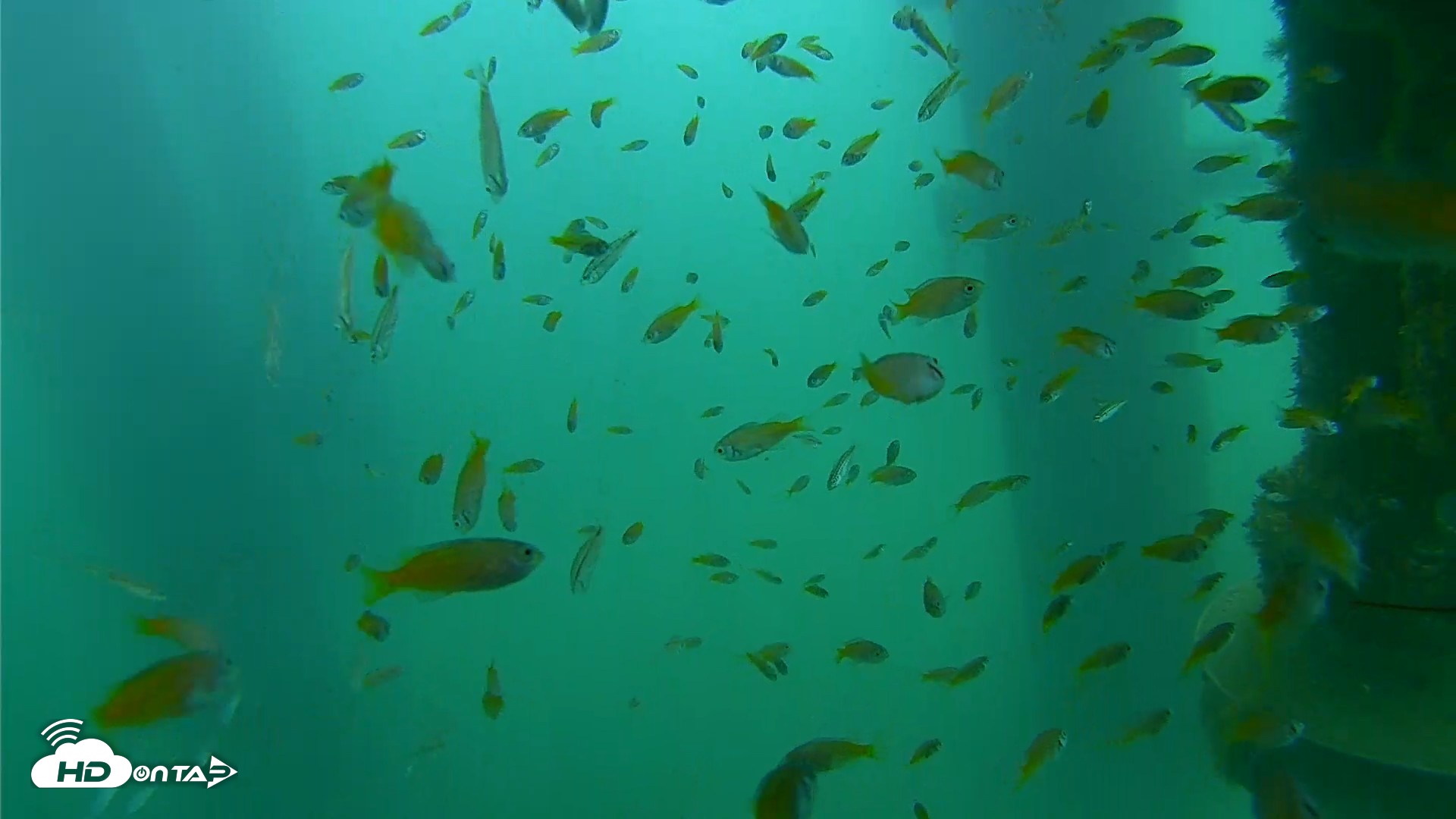 Snapshot of Scripps Pier Underwater Live Webcam taken Aug 19, 2026, 9:33am PDT
