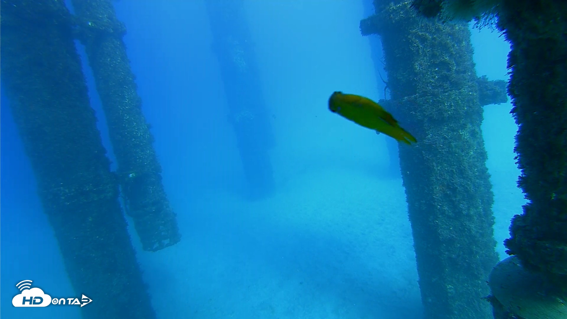 Snapshot of Scripps Pier Underwater Live Webcam taken Oct 19, 2026, 3:59pm PDT