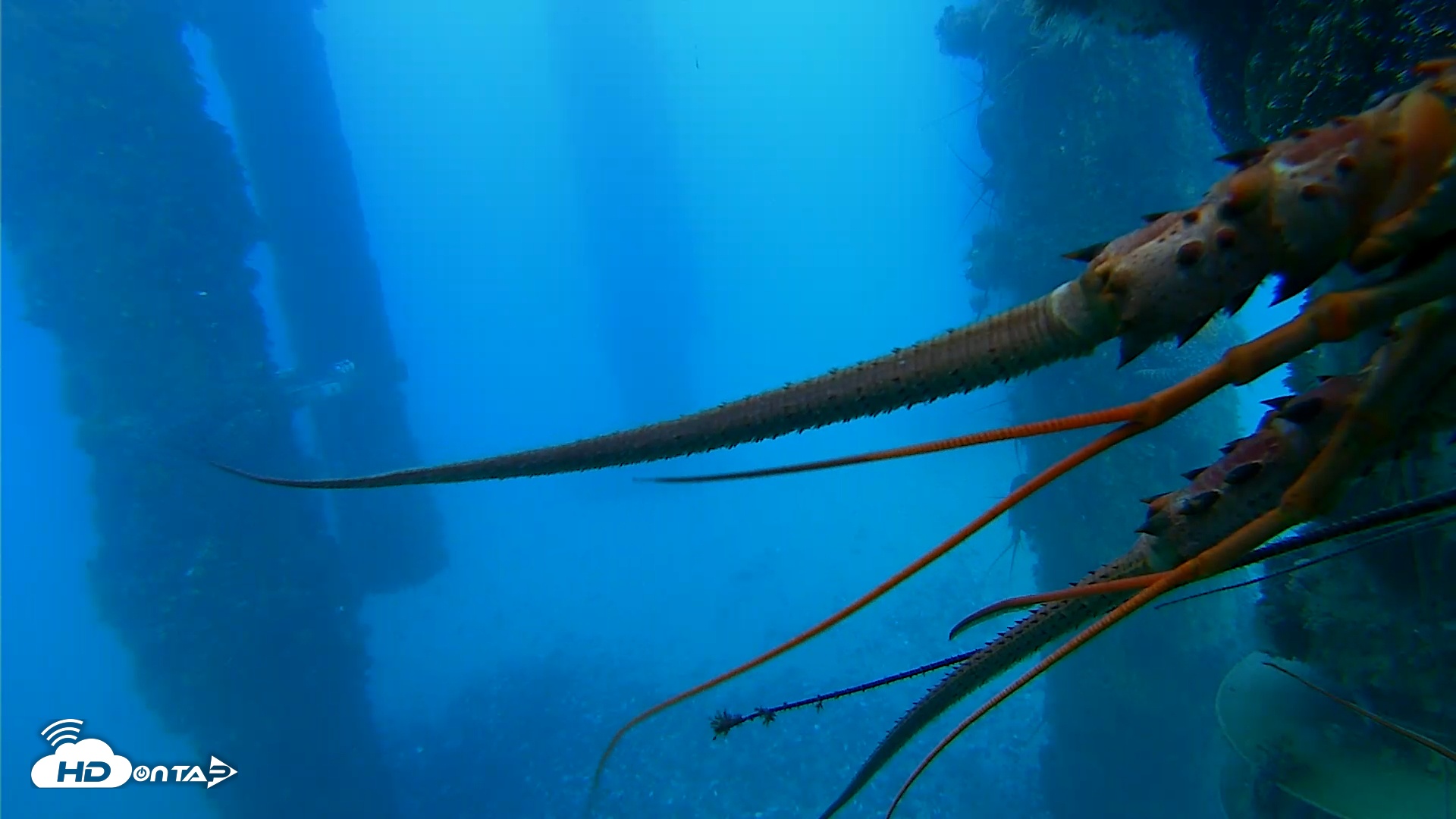 Snapshot of Scripps Pier Underwater Live Webcam taken Jan 26, 2026, 4:56pm PST