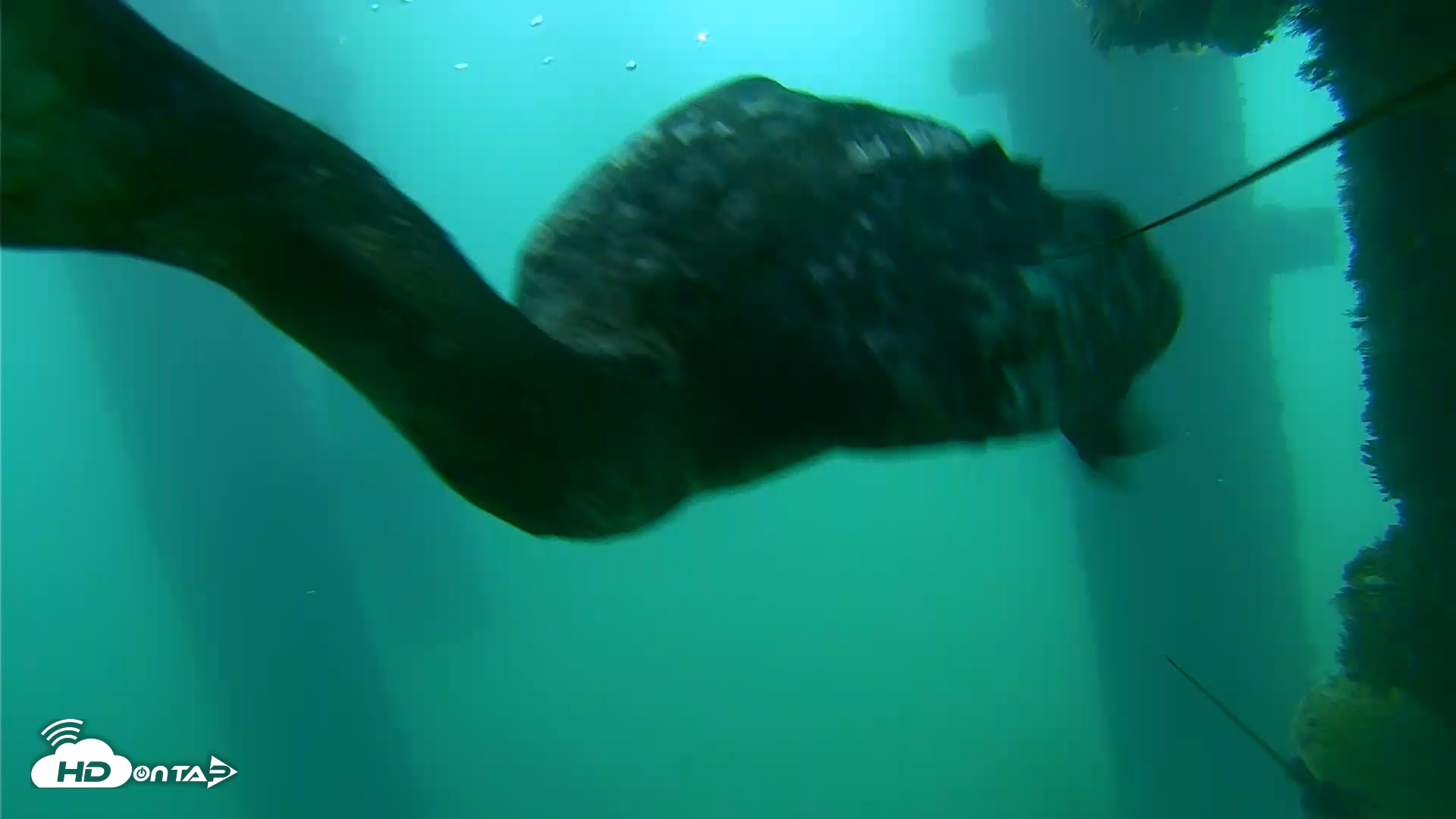 Snapshot of Scripps Pier Underwater Live Webcam taken Sep 18, 2026, 7:57am PDT