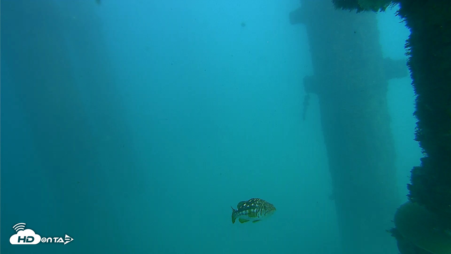 Snapshot of Scripps Pier Underwater Live Webcam taken Oct 13, 2026, 2:48pm PDT