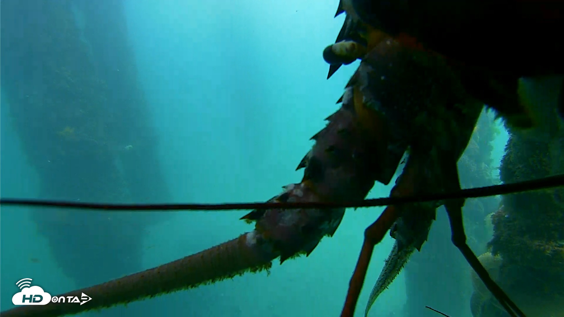 Snapshot of Scripps Pier Underwater Live Webcam taken Nov 20, 2025, 12:02pm PST