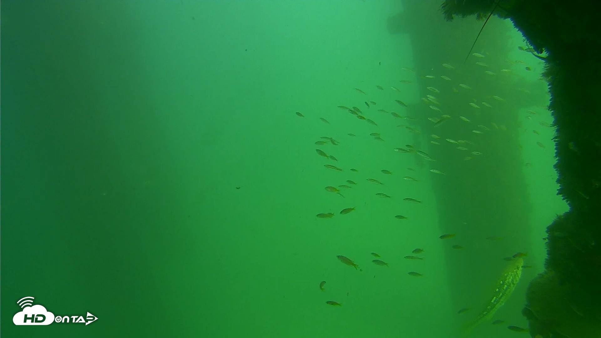 Snapshot of Scripps Pier Underwater Live Webcam taken Sep 18, 2026, 2:51pm PDT
