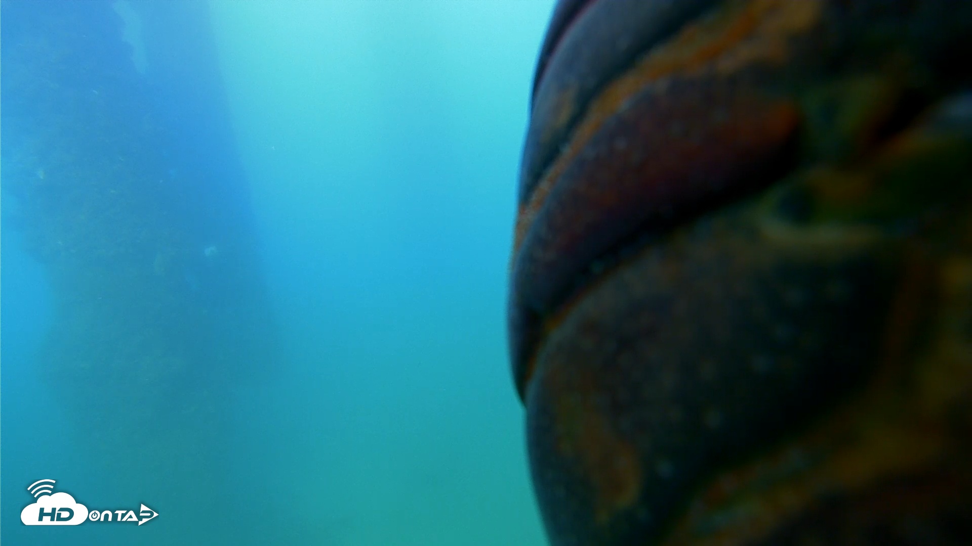 Snapshot of Scripps Pier Underwater Live Webcam taken Sep 10, 2025, 6:00pm PDT