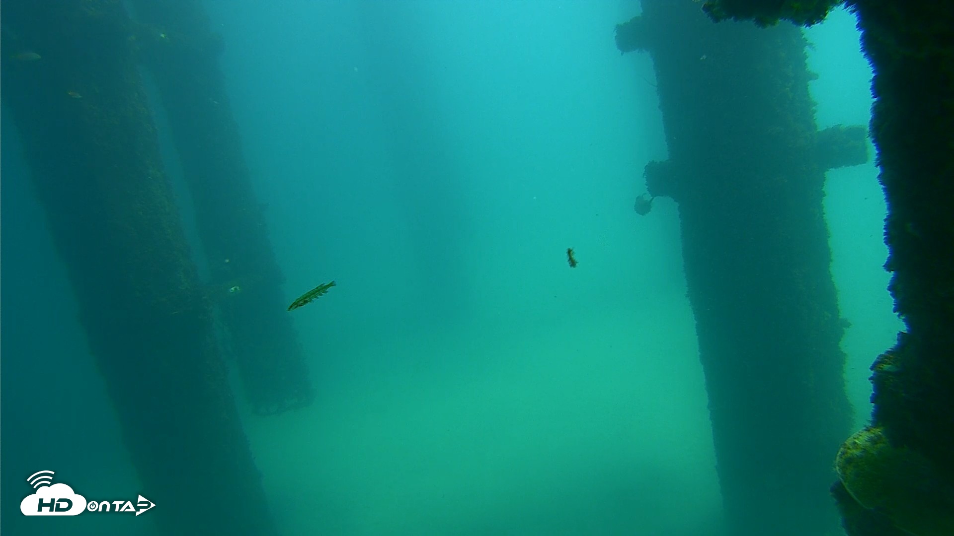 Snapshot of Scripps Pier Underwater Live Webcam taken Sep 24, 2026, 12:27pm PDT