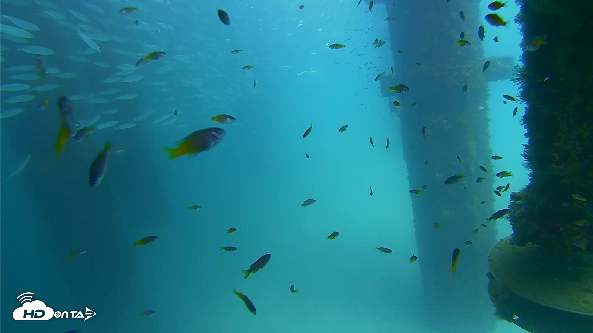 Snapshot of Scripps Pier Underwater Live Webcam taken Aug 24, 2026, 2:15pm PDT