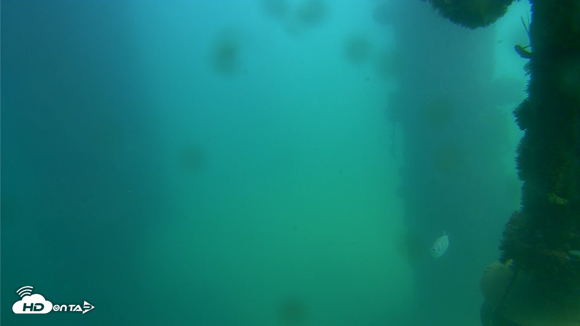 Snapshot of Scripps Pier Underwater Live Webcam taken Oct 7, 2025, 1:41pm PDT
