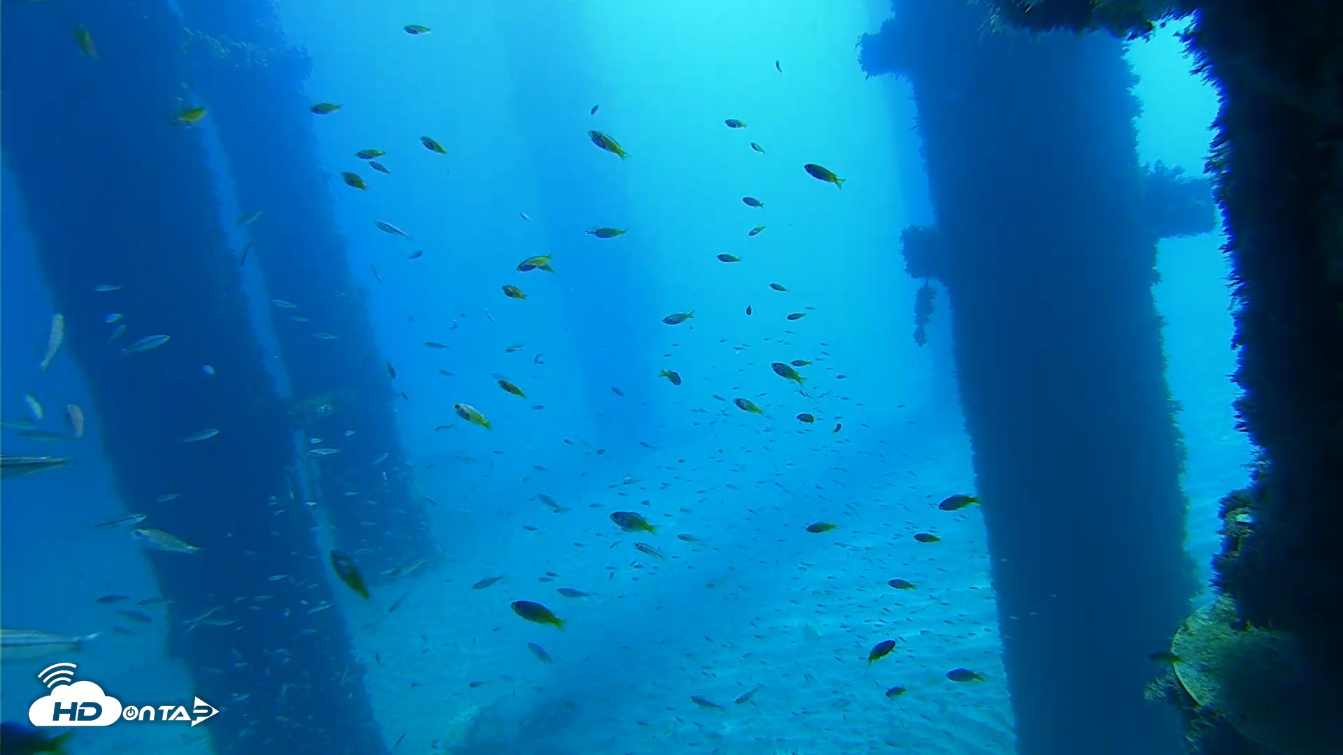 Snapshot of Scripps Pier Underwater Live Webcam taken Oct 5, 2026, 10:38am PDT
