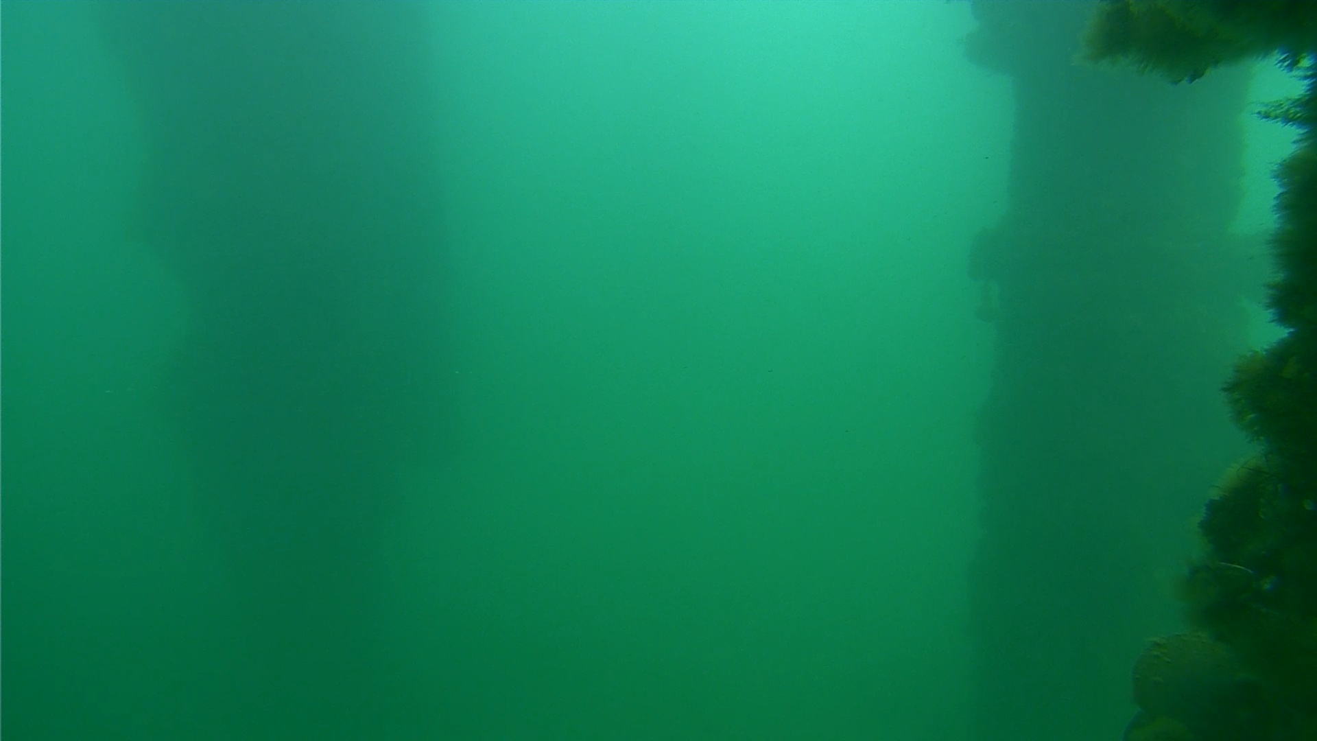 Snapshot of Scripps Pier Underwater Live Webcam taken Jan 16, 2025, 2:33pm PST