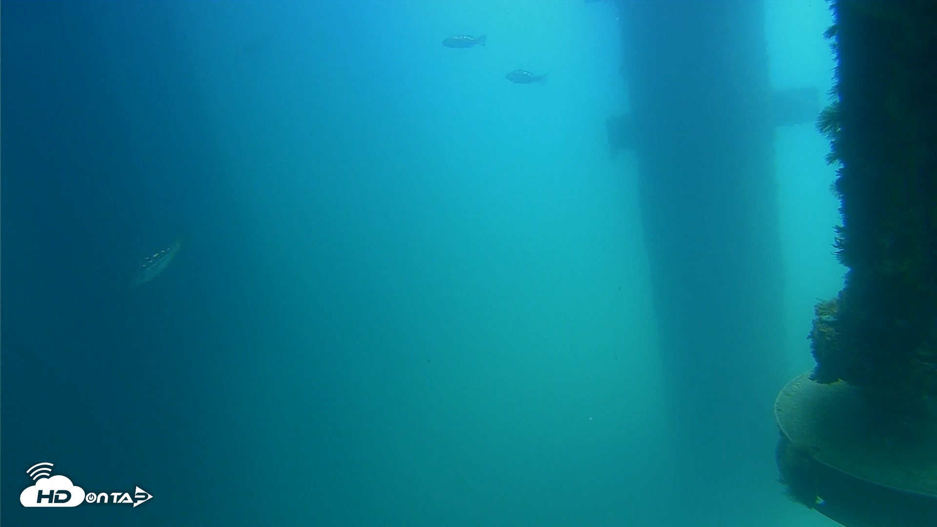 Snapshot of Scripps Pier Underwater Live Webcam taken Aug 17, 2026, 12:45pm PDT