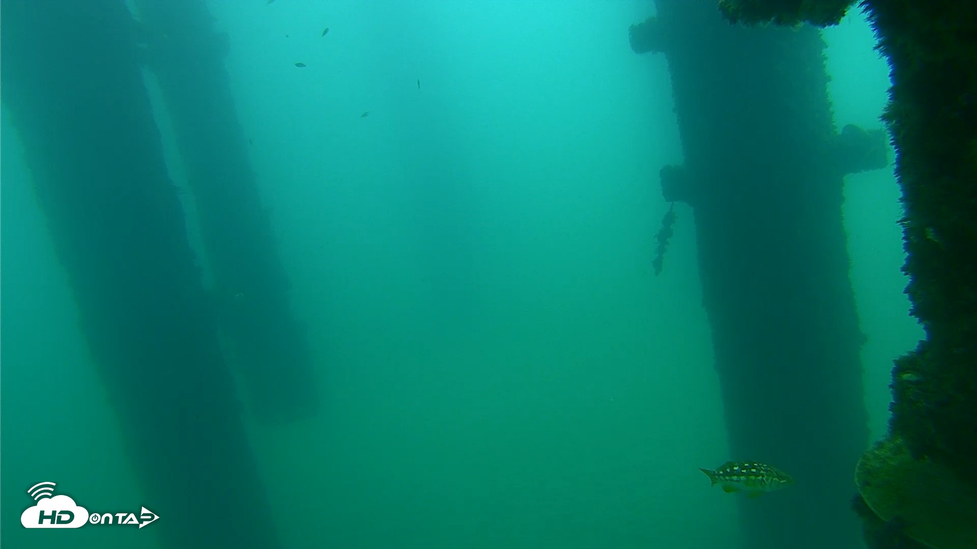 Snapshot of Scripps Pier Underwater Live Webcam taken Sep 21, 2026, 8:45am PDT