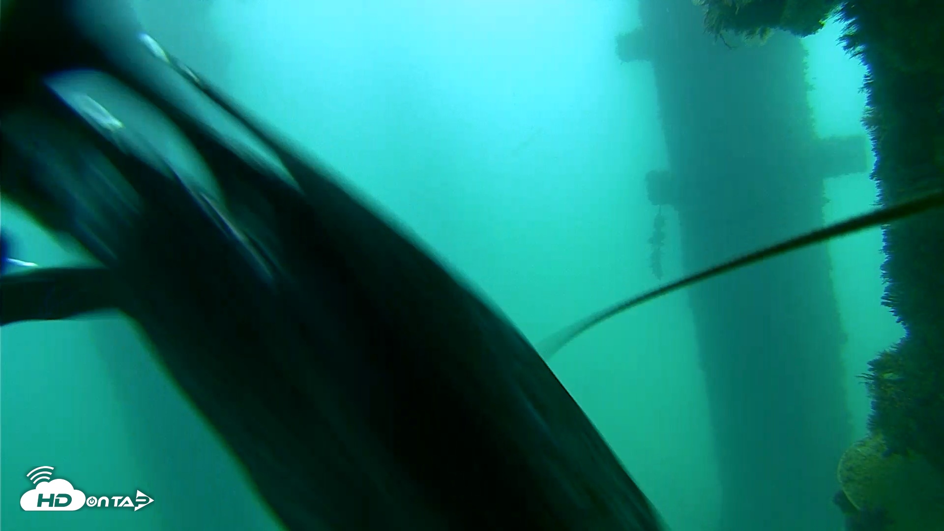 Snapshot of Scripps Pier Underwater Live Webcam taken Sep 18, 2026, 7:59am PDT