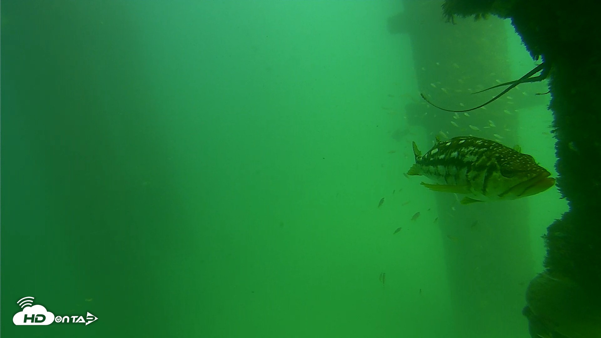 Snapshot of Scripps Pier Underwater Live Webcam taken Sep 18, 2026, 2:56pm PDT