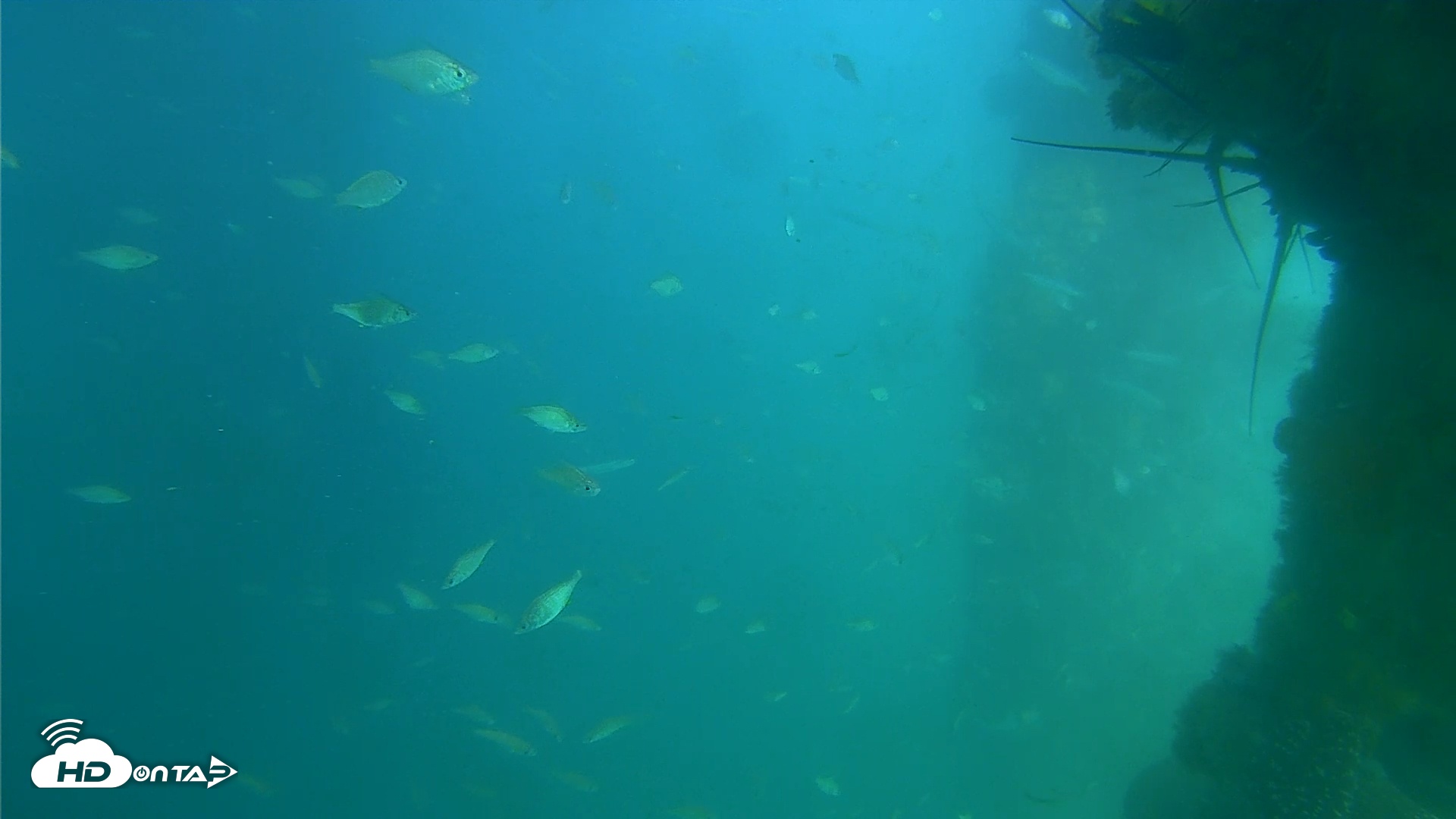 Snapshot of Scripps Pier Underwater Live Webcam taken Jun 24, 2025, 4:54pm PDT