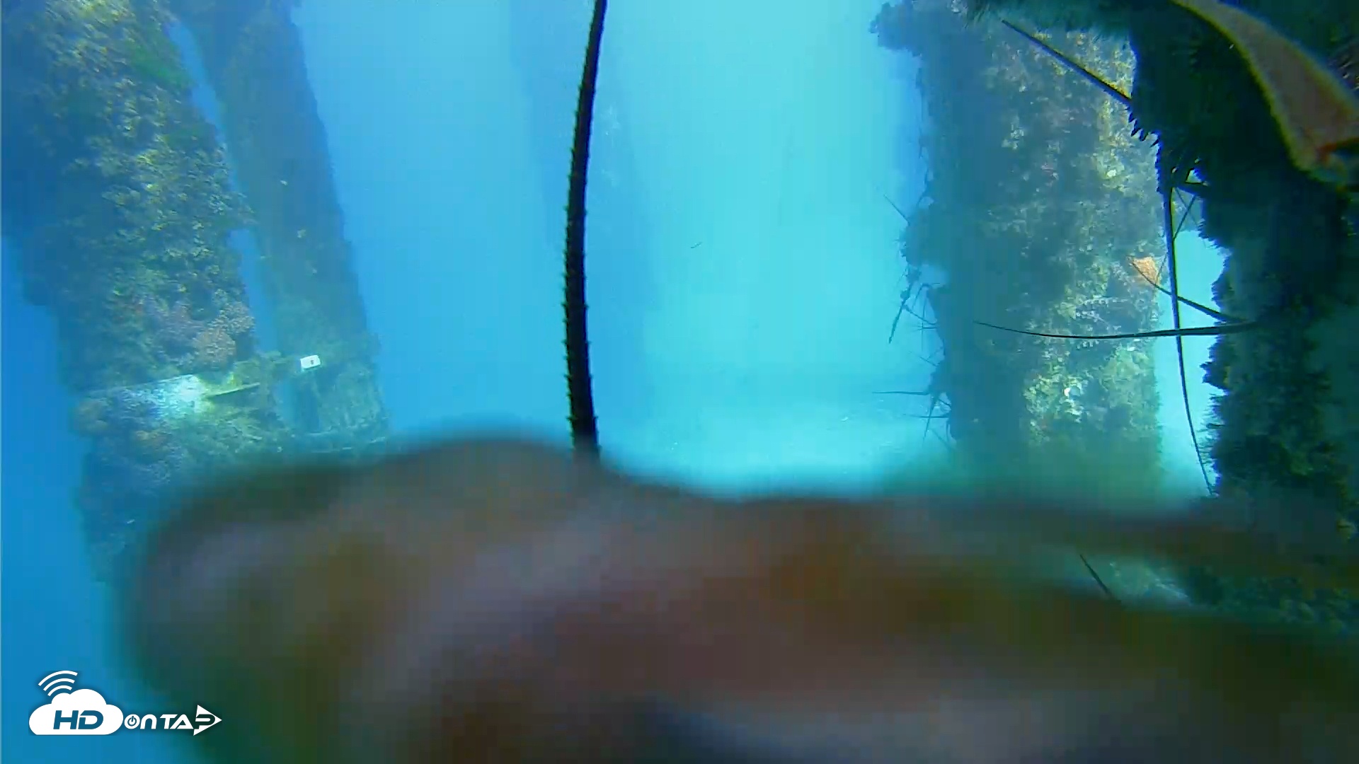 Snapshot of Scripps Pier Underwater Live Webcam taken Jan 19, 2026, 3:03pm PST