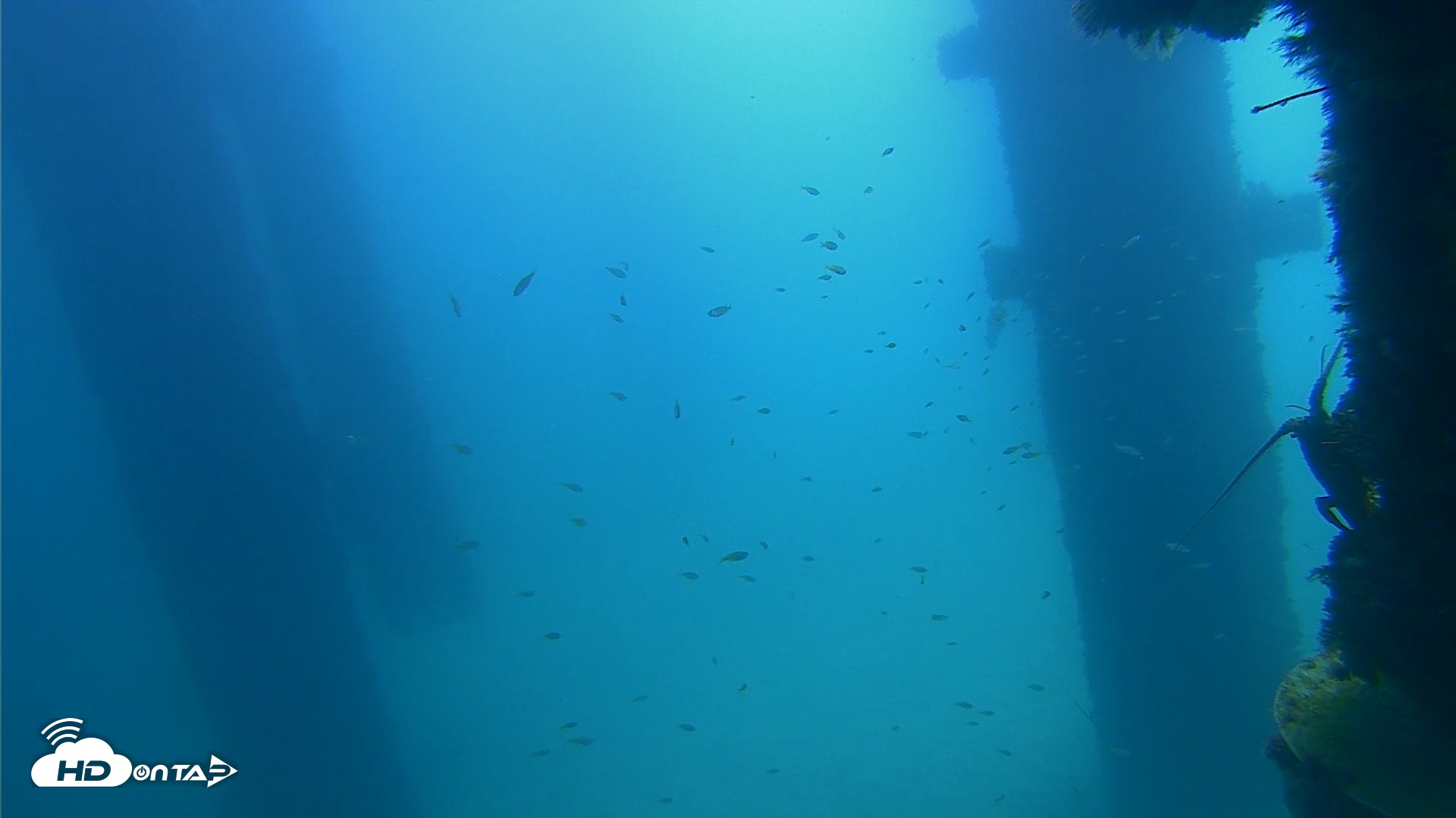Snapshot of Scripps Pier Underwater Live Webcam taken Sep 21, 2026, 11:30am PDT