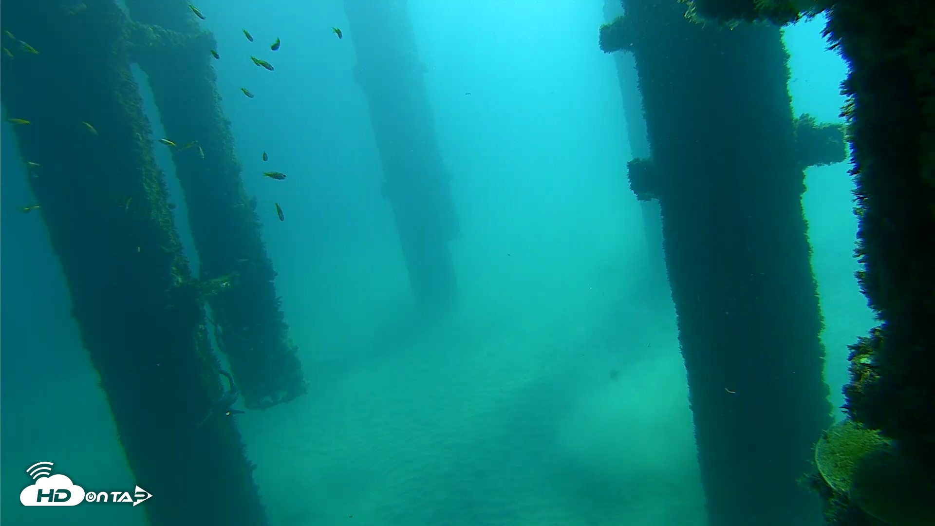 Snapshot of Scripps Pier Underwater Live Webcam taken Oct 7, 2026, 10:01am PDT