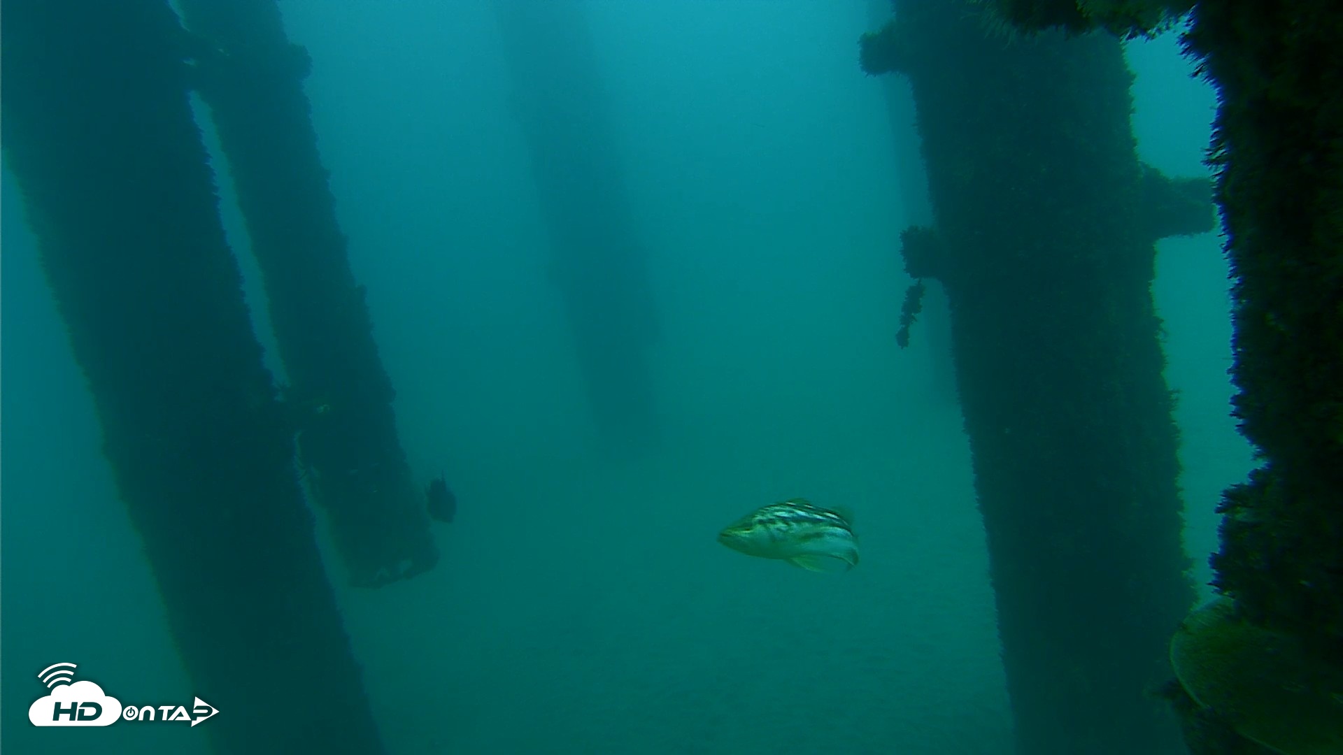 Snapshot of Scripps Pier Underwater Live Webcam taken Oct 8, 2026, 7:39am PDT