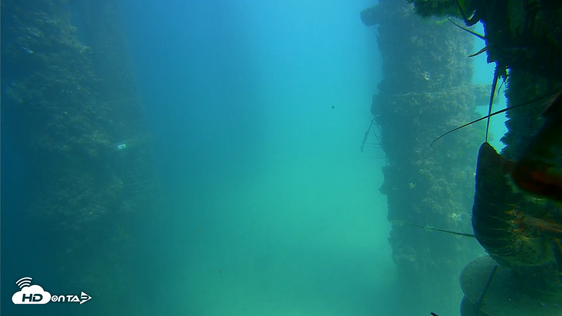 Snapshot of Scripps Pier Underwater Live Webcam taken Aug 29, 2025, 2:22pm PDT