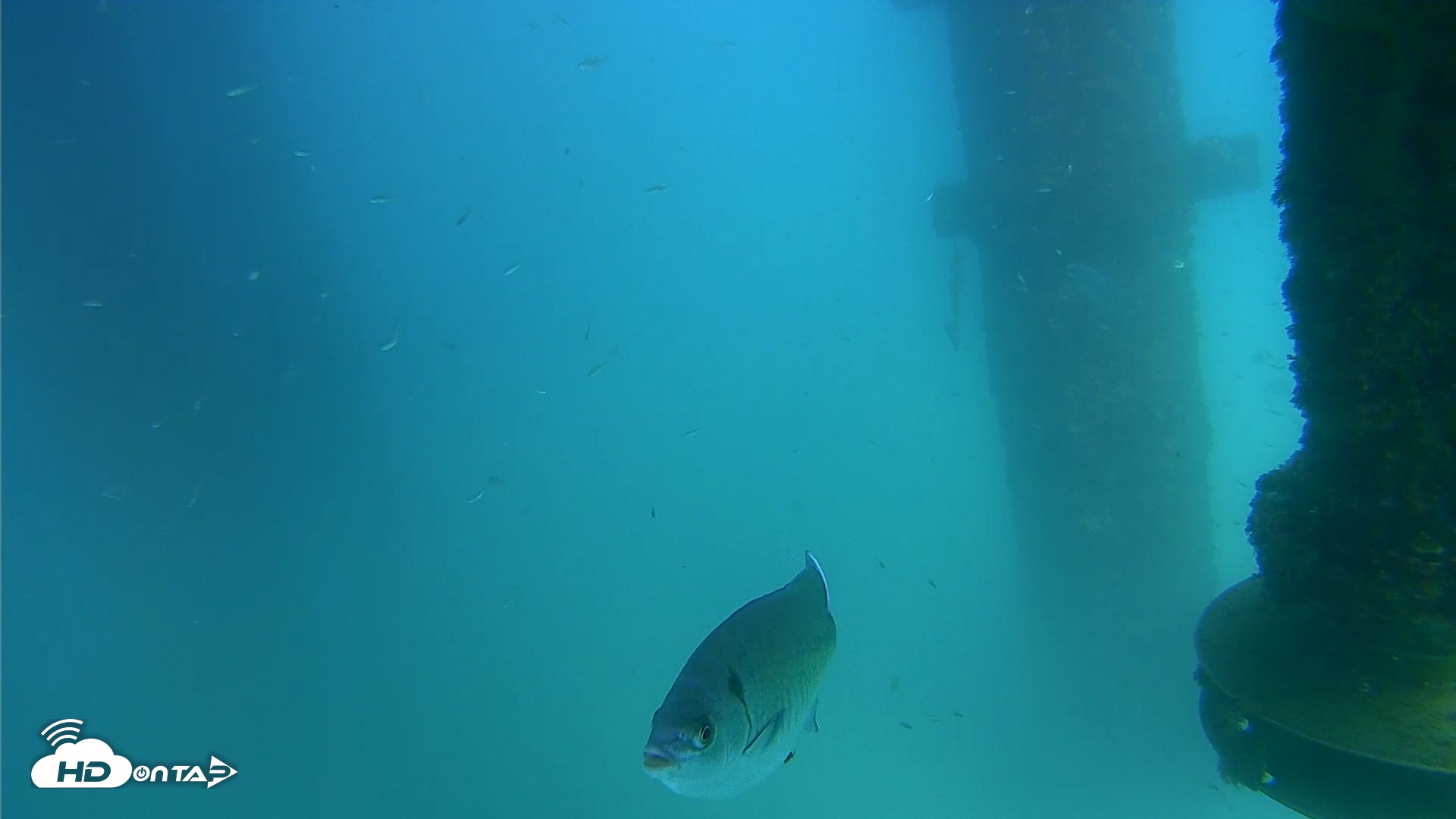 Snapshot of Scripps Pier Underwater Live Webcam taken Aug 26, 2026, 3:05pm PDT