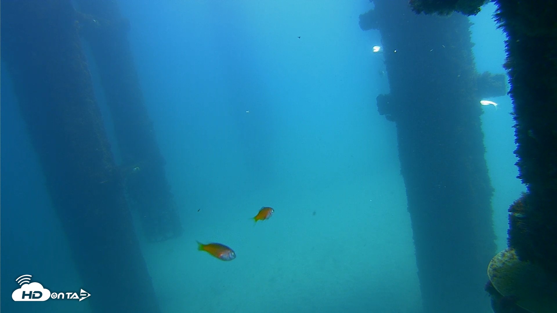 Snapshot of Scripps Pier Underwater Live Webcam taken Sep 20, 2026, 12:31pm PDT