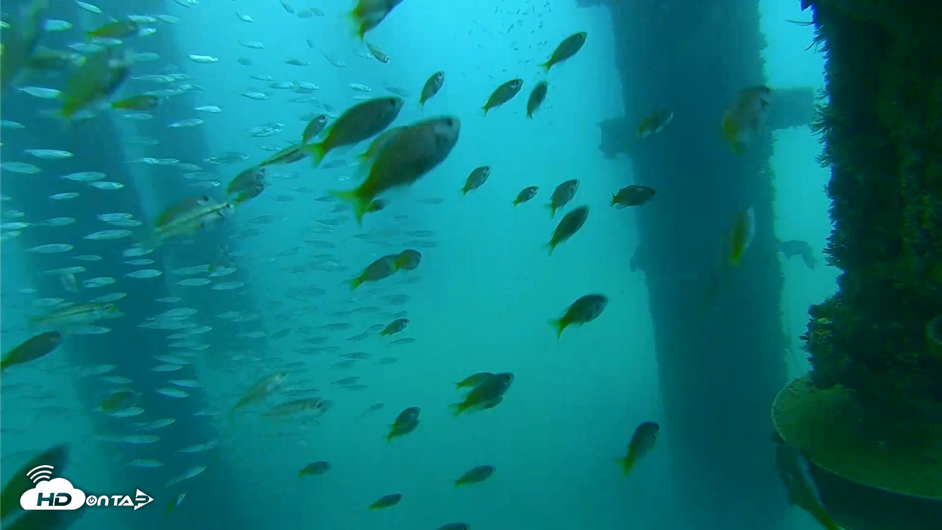 Snapshot of Scripps Pier Underwater Live Webcam taken Aug 27, 2026, 8:01am PDT
