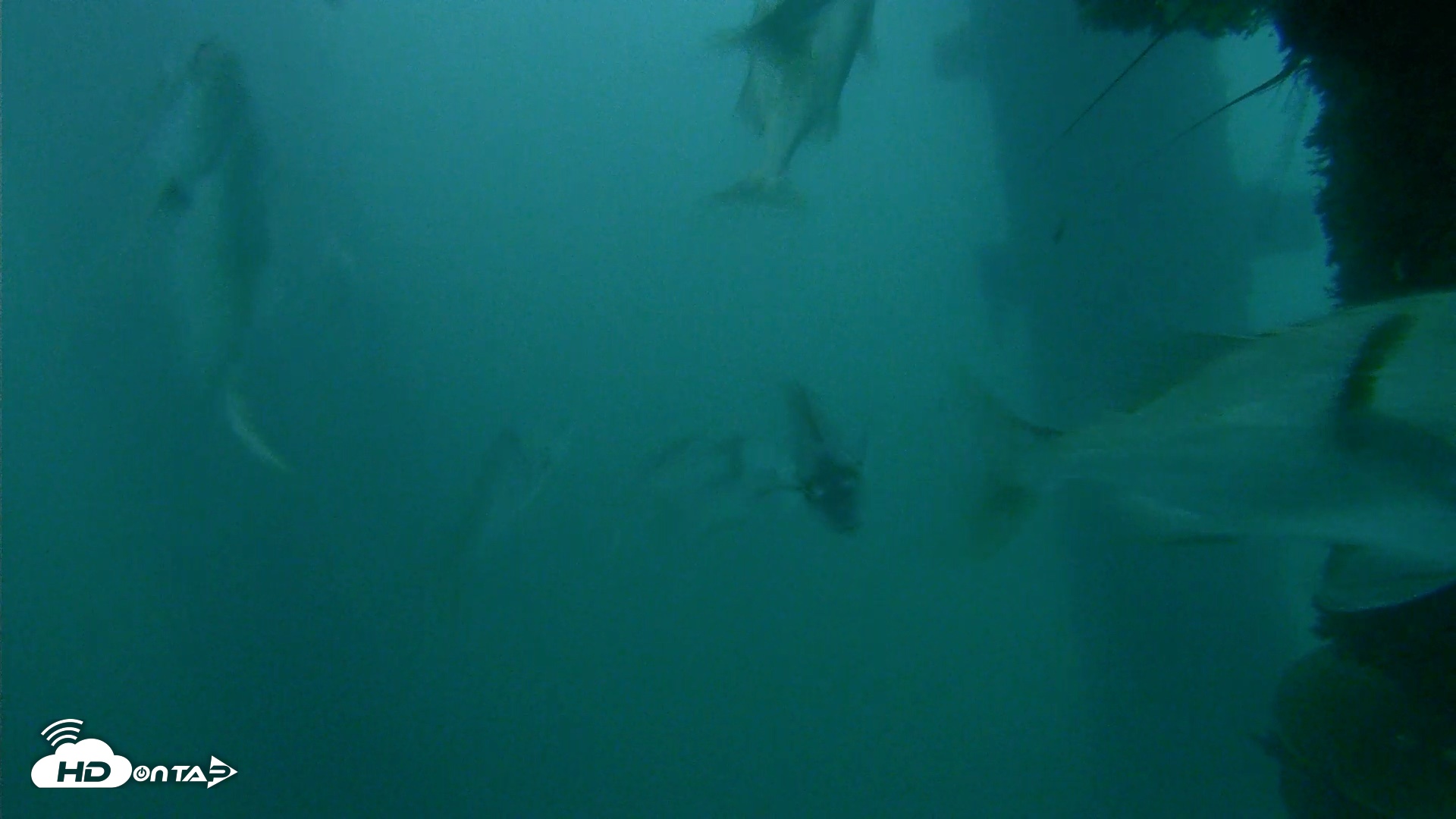 Snapshot of Scripps Pier Underwater Live Webcam taken Oct 11, 2026, 6:57am PDT