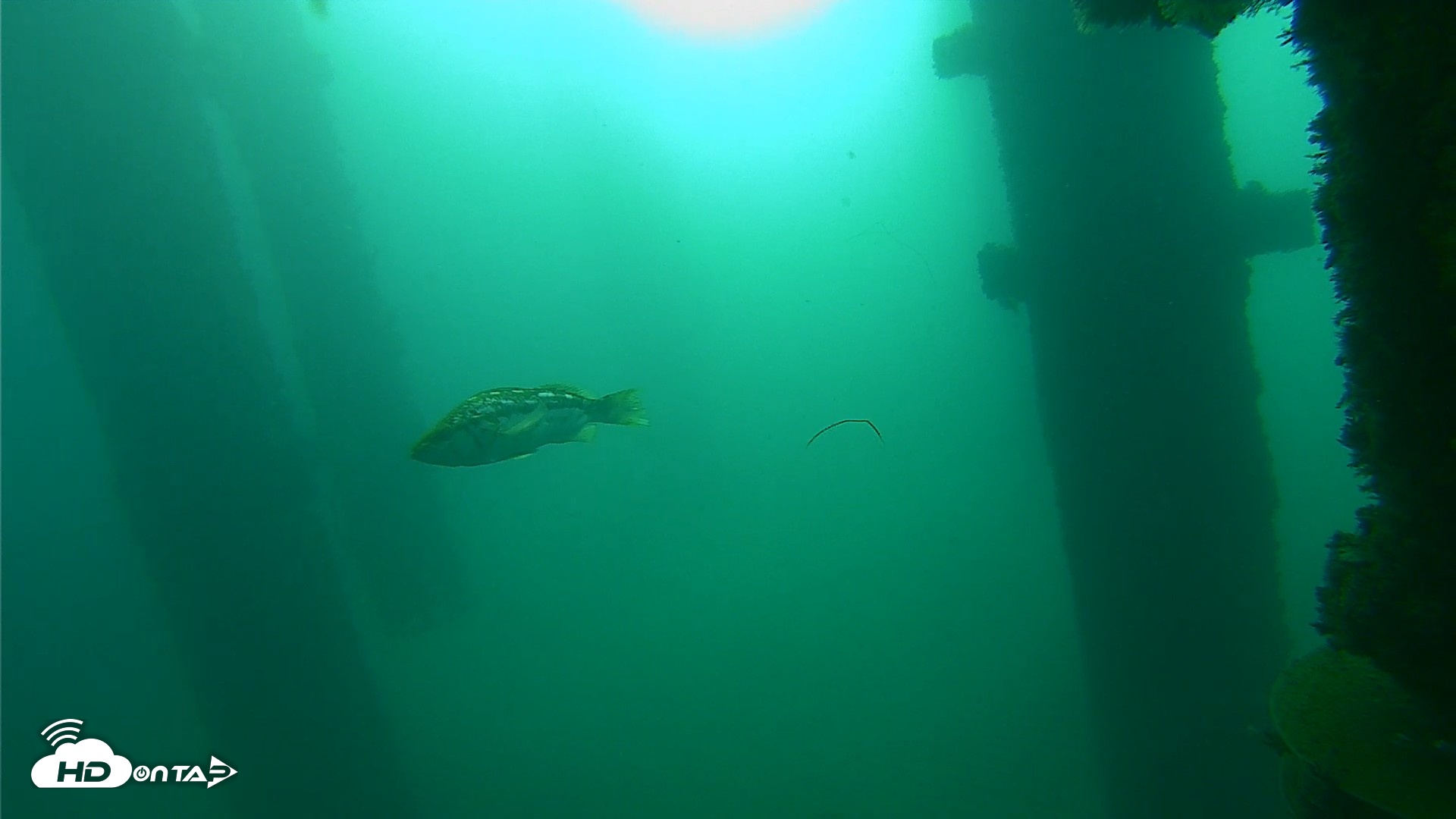 Snapshot of Scripps Pier Underwater Live Webcam taken Oct 13, 2026, 8:21am PDT