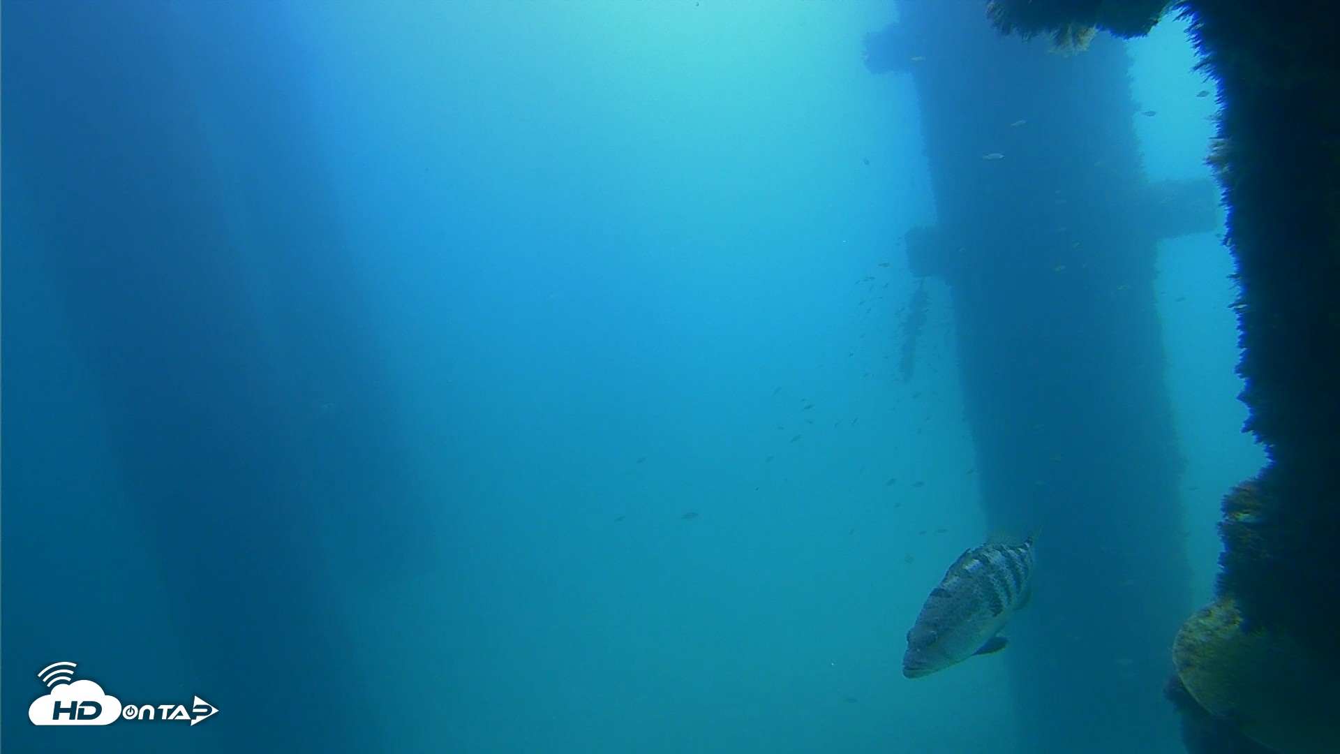 Snapshot of Scripps Pier Underwater Live Webcam taken Sep 21, 2026, 11:55am PDT