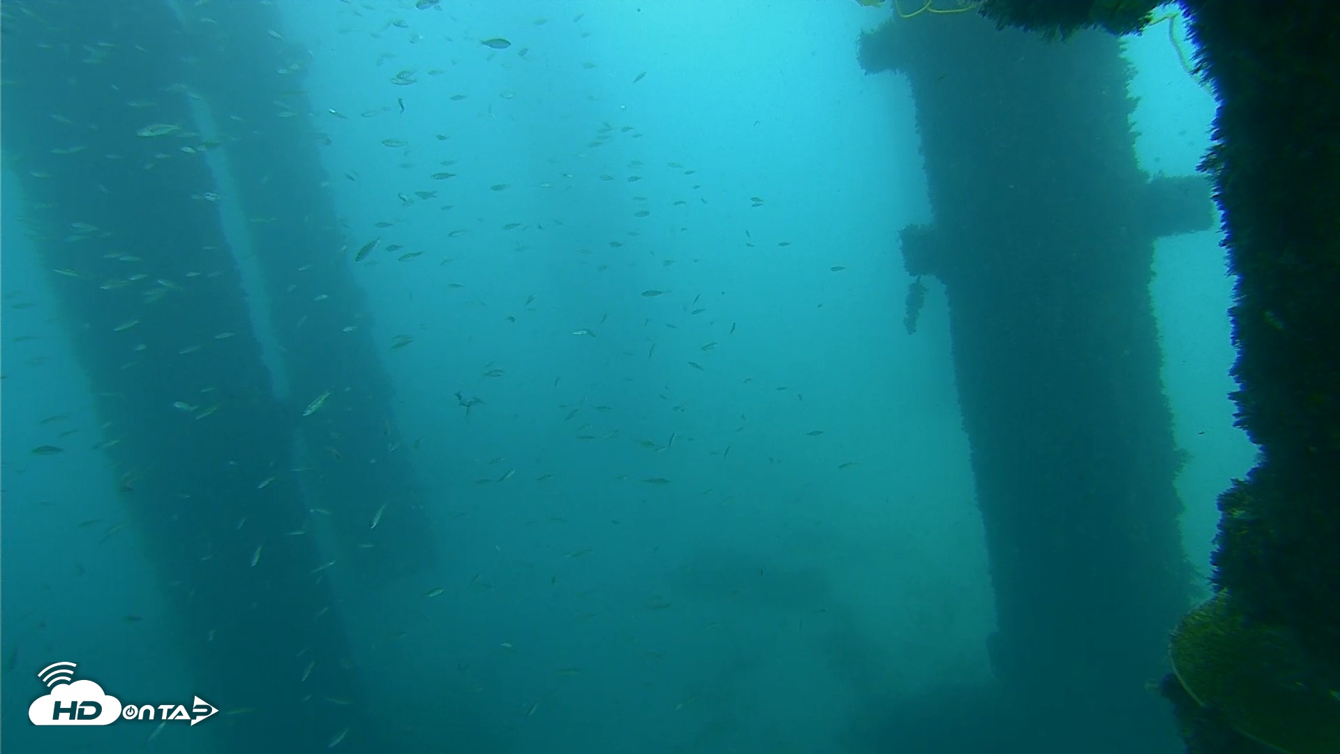 Snapshot of Scripps Pier Underwater Live Webcam taken Oct 1, 2026, 10:01am PDT