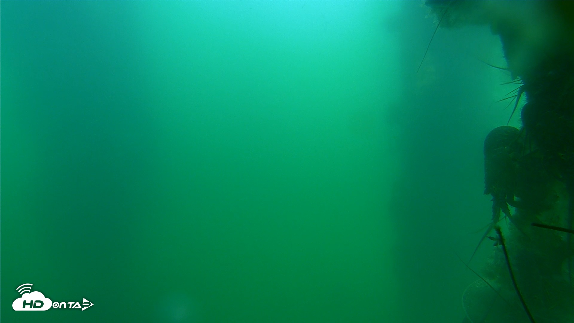 Snapshot of Scripps Pier Underwater Live Webcam taken Jul 21, 2025, 10:00am PDT