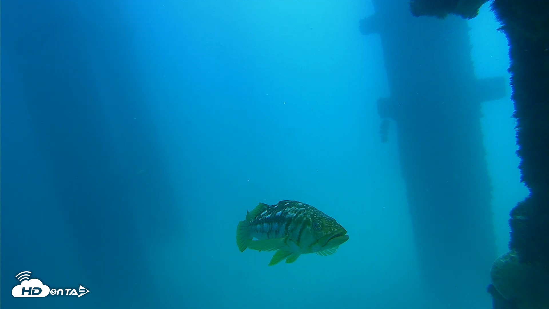 Snapshot of Scripps Pier Underwater Live Webcam taken Sep 15, 2026, 1:03pm PDT