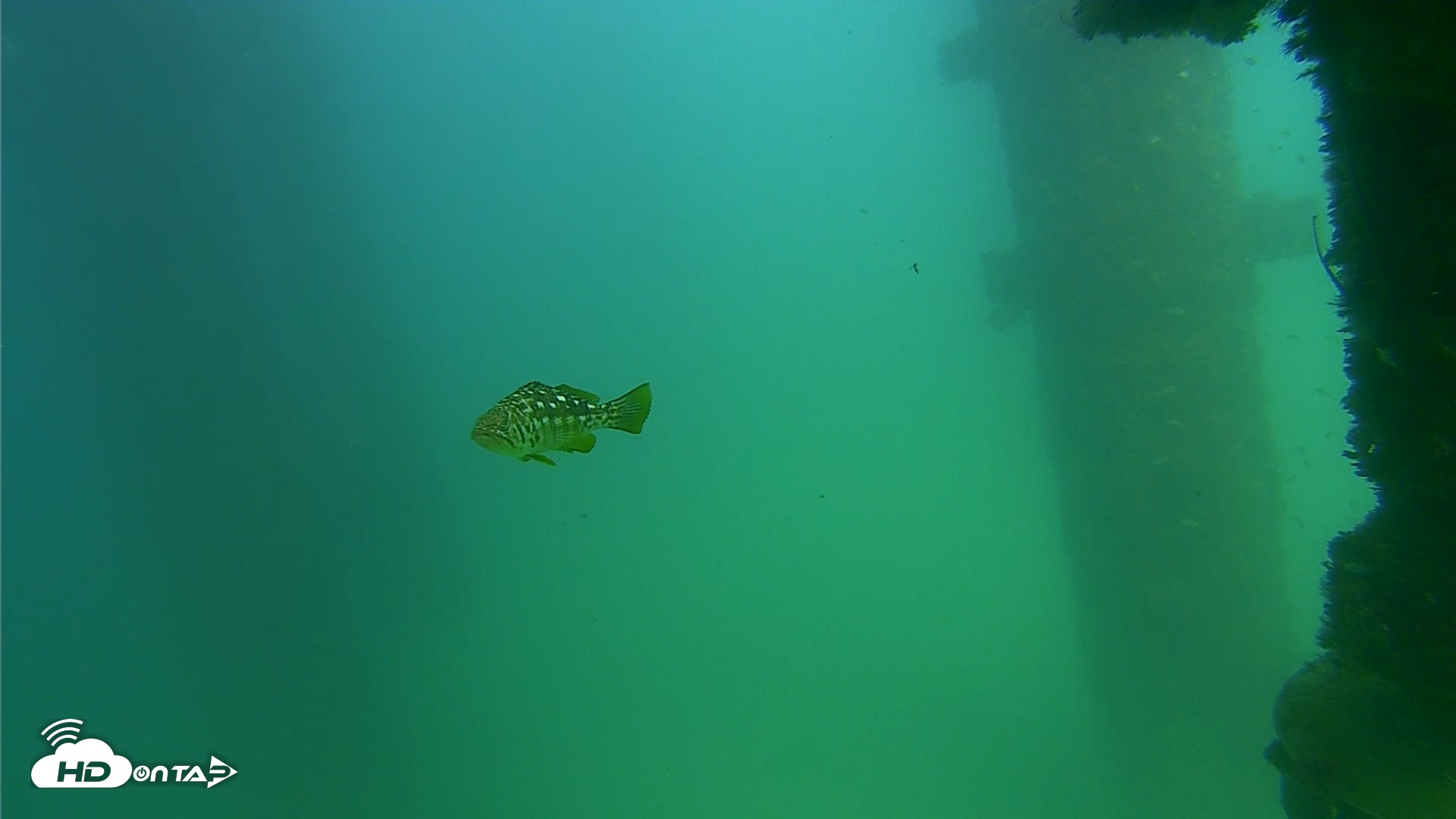 Snapshot of Scripps Pier Underwater Live Webcam taken Sep 18, 2026, 3:18pm PDT