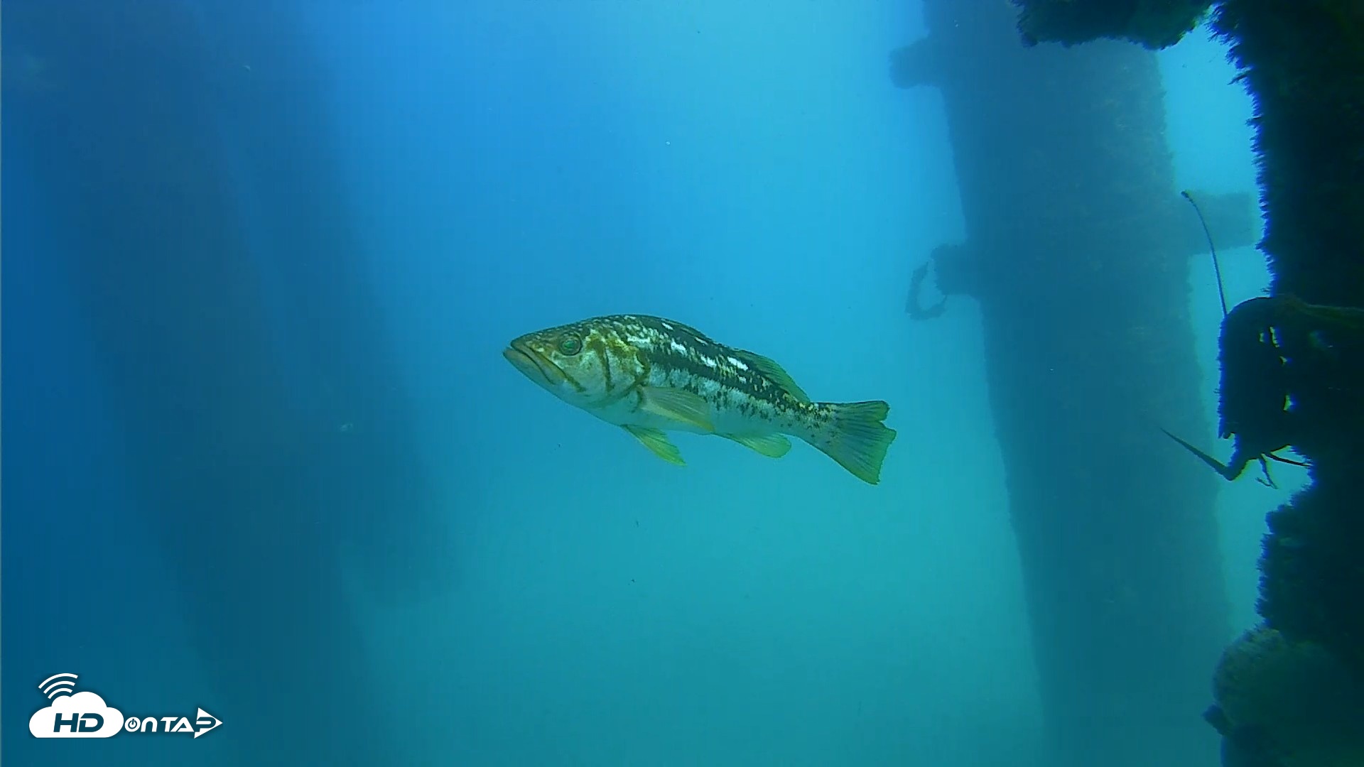 Snapshot of Scripps Pier Underwater Live Webcam taken Sep 18, 2026, 2:07pm PDT