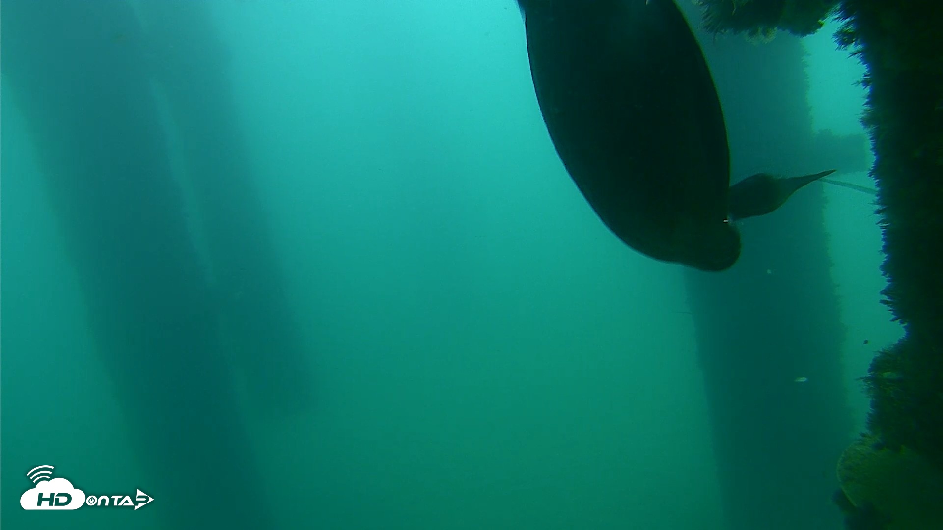 Snapshot of Scripps Pier Underwater Live Webcam taken Sep 18, 2026, 7:54am PDT