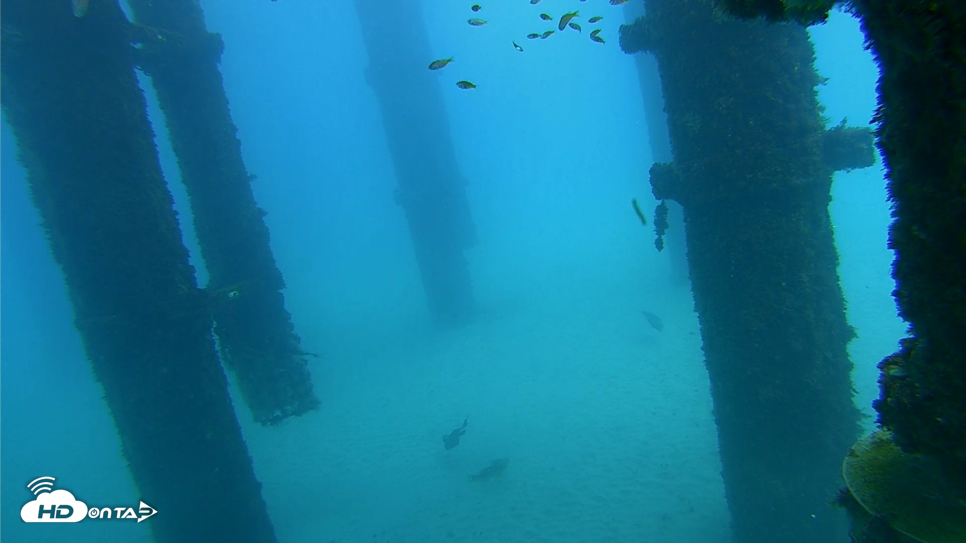 Snapshot of Scripps Pier Underwater Live Webcam taken Oct 7, 2026, 1:11pm PDT