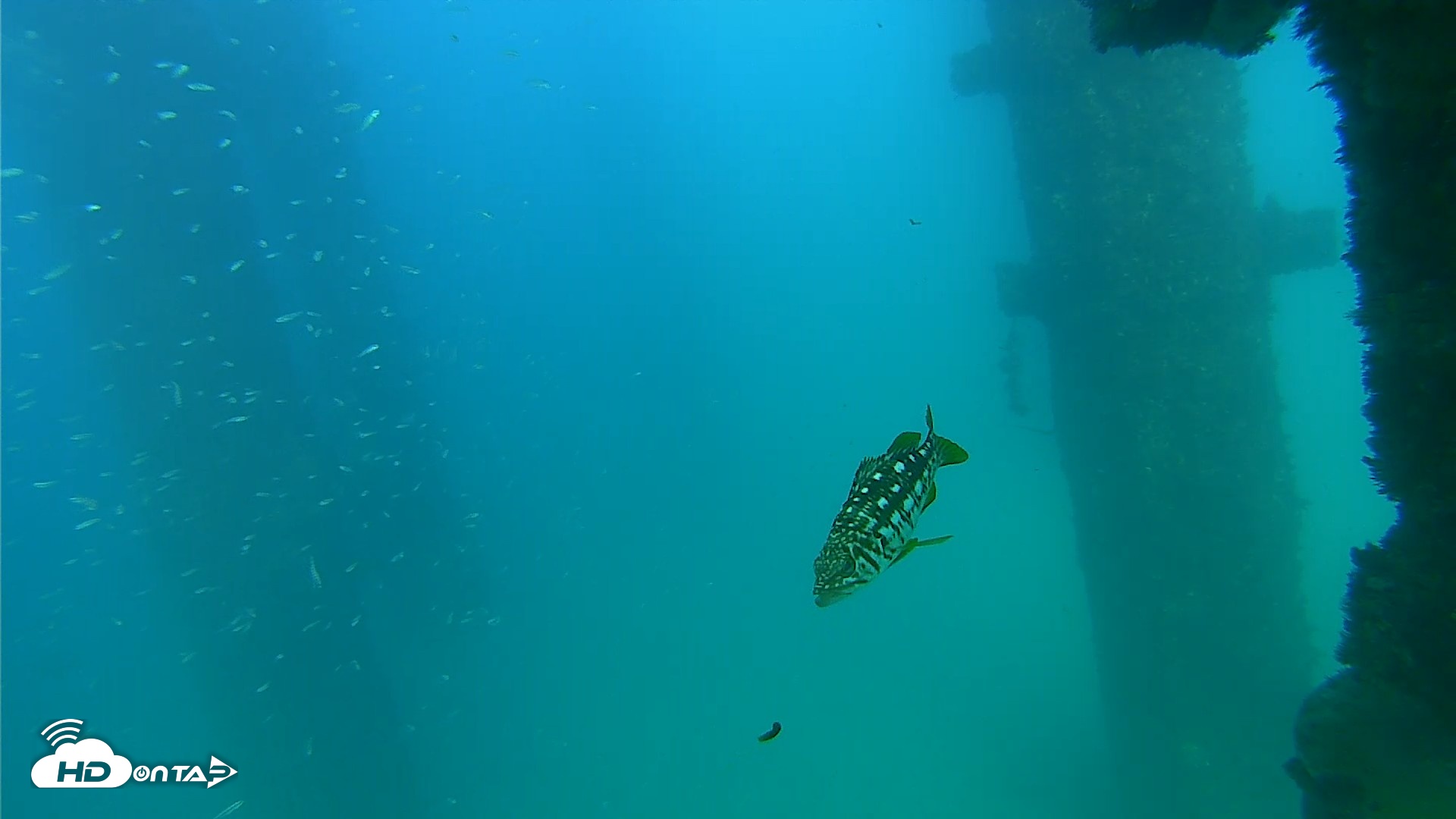 Snapshot of Scripps Pier Underwater Live Webcam taken Sep 17, 2026, 4:50pm PDT