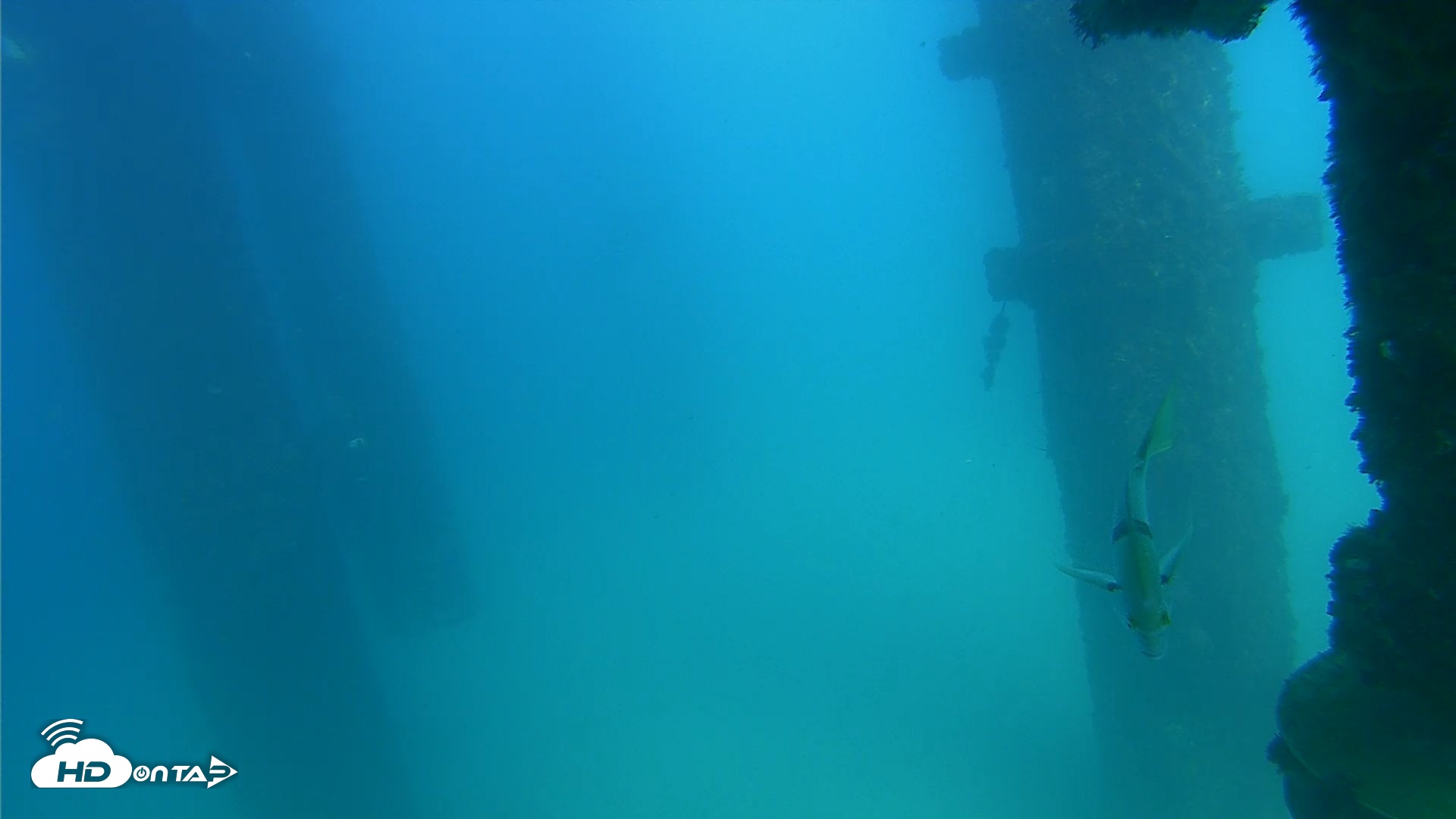 Snapshot of Scripps Pier Underwater Live Webcam taken Sep 19, 2026, 3:30pm PDT