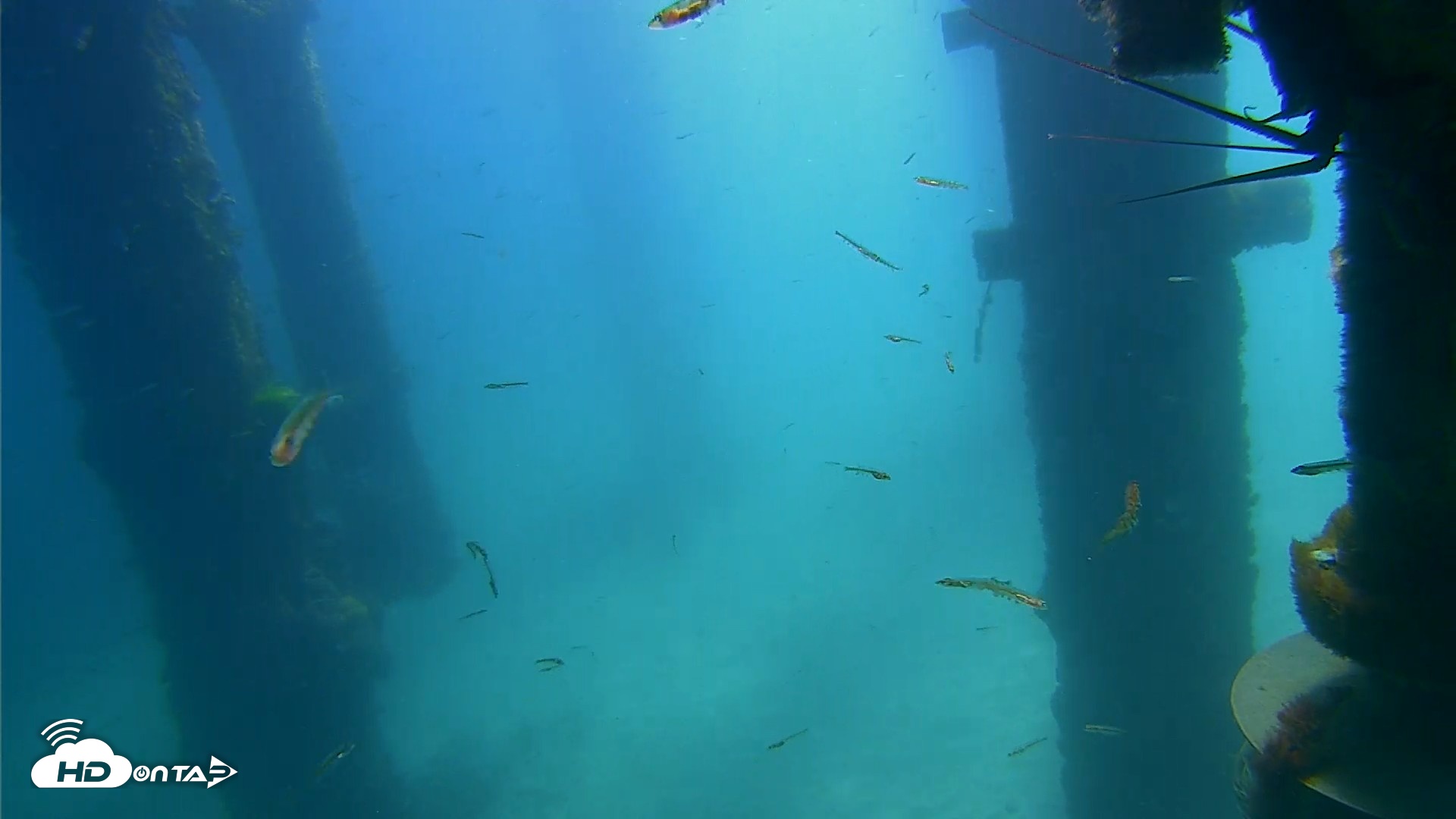 Snapshot of Scripps Pier Underwater Live Webcam taken Apr 10, 2026, 11:03am PDT