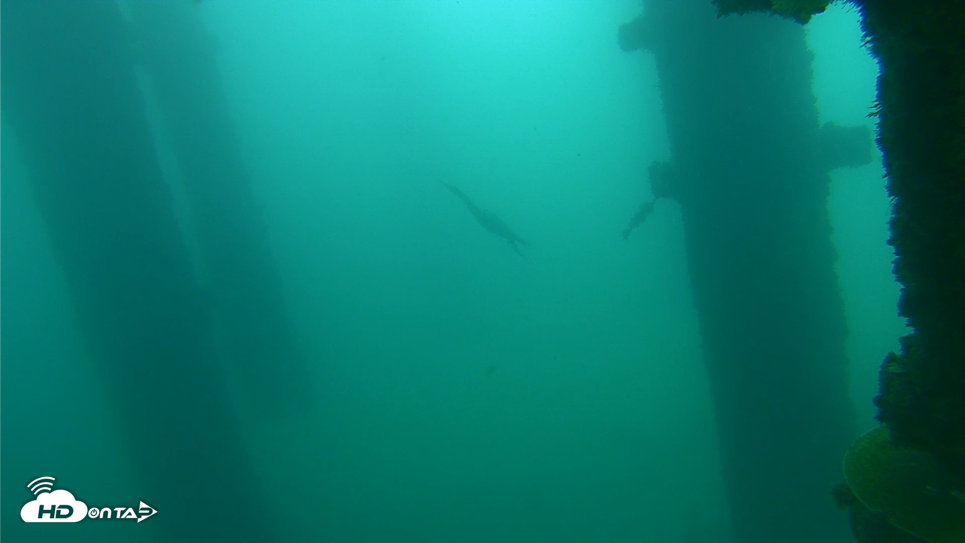 Snapshot of Scripps Pier Underwater Live Webcam taken Oct 12, 2026, 10:14am PDT