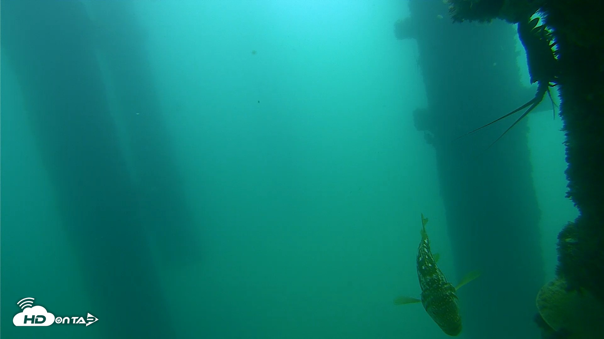 Snapshot of Scripps Pier Underwater Live Webcam taken Sep 18, 2026, 10:45am PDT